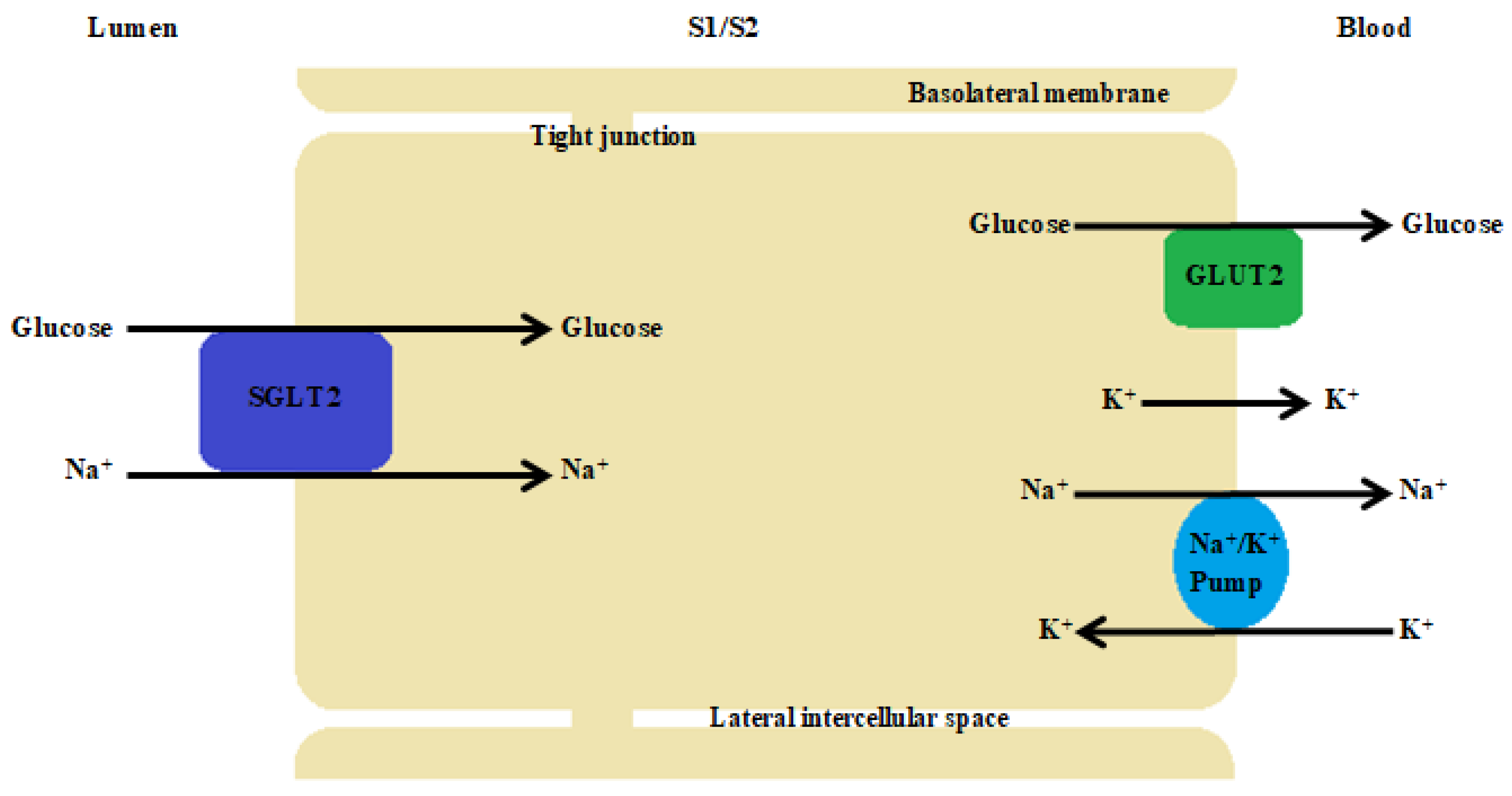 Biomedicines 11 02236 g003
