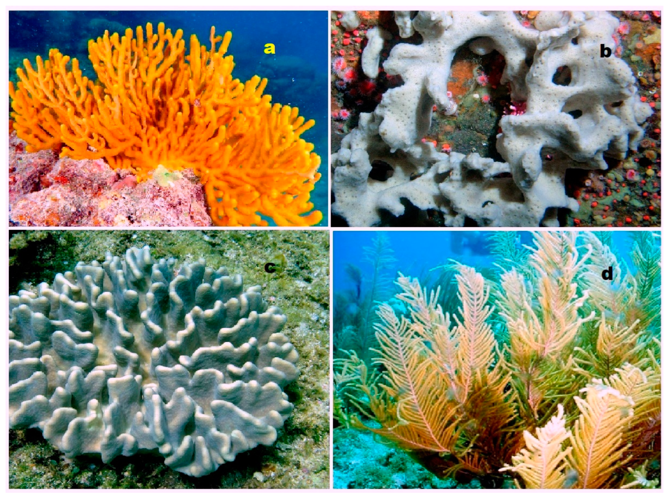 Biomedicines 11 02237 g005 Biomedicines 11 02237 g005