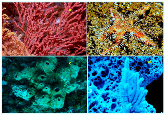 seeaリバーシブル Seea|沖縄サーフィンショップ「YES SURF」