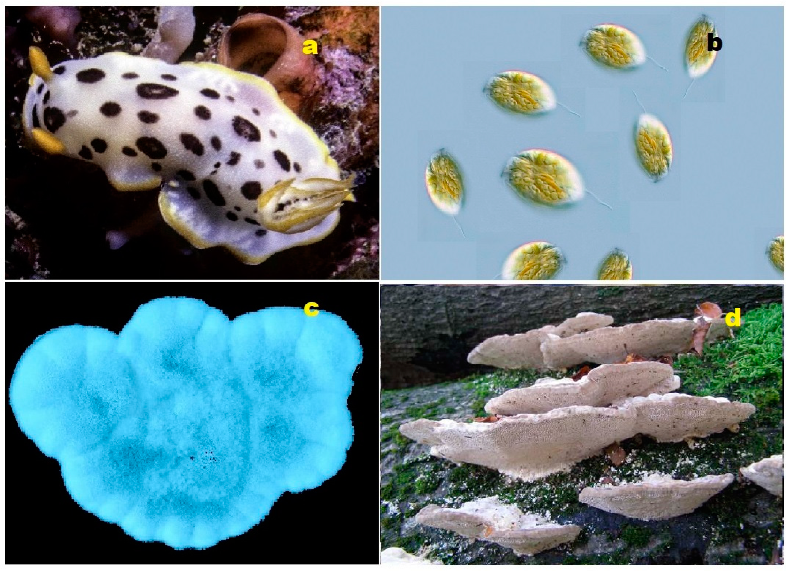 Biomedicines 11 02237 g015 Biomedicines 11 02237 g015