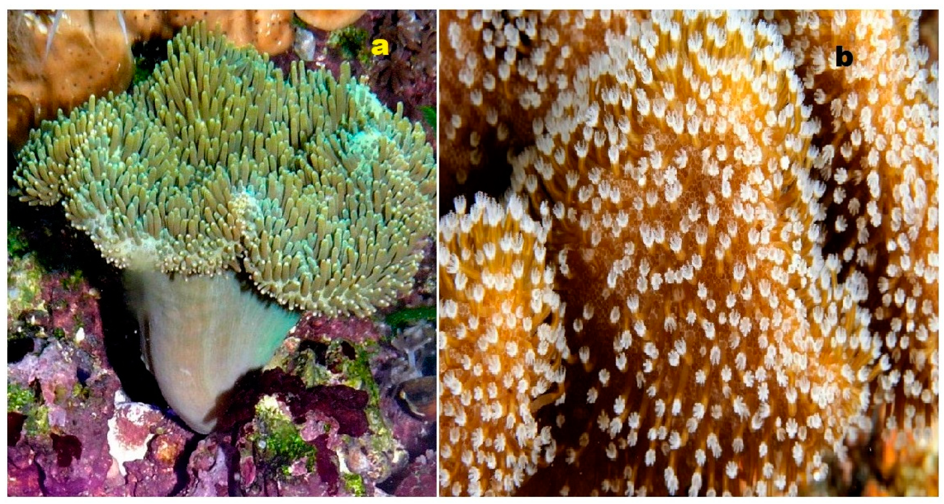 Biomedicines 11 02237 g017 Biomedicines 11 02237 g017