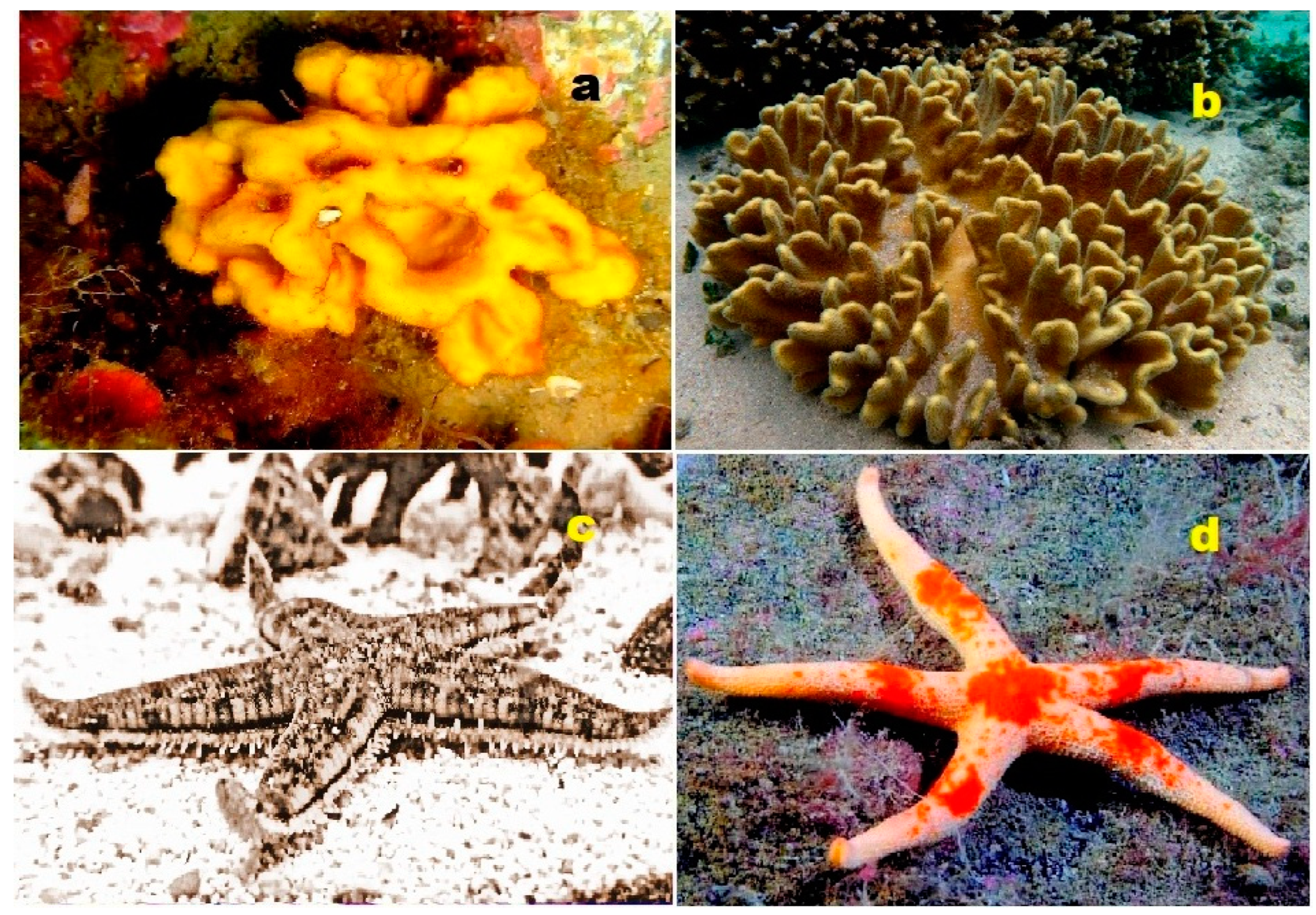 Biomedicines 11 02237 g021 Biomedicines 11 02237 g021