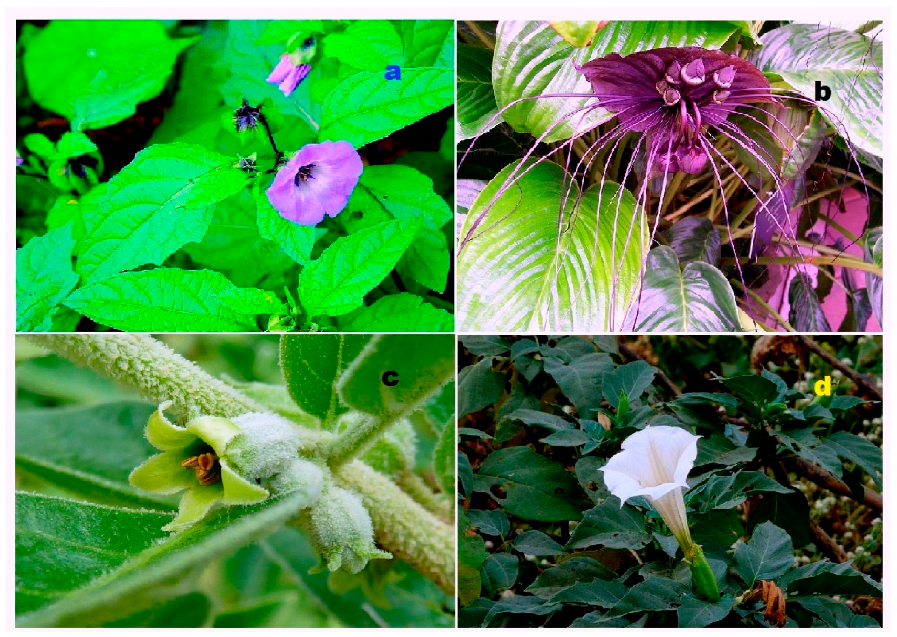 Biomedicines 11 02237 g025 Biomedicines 11 02237 g025