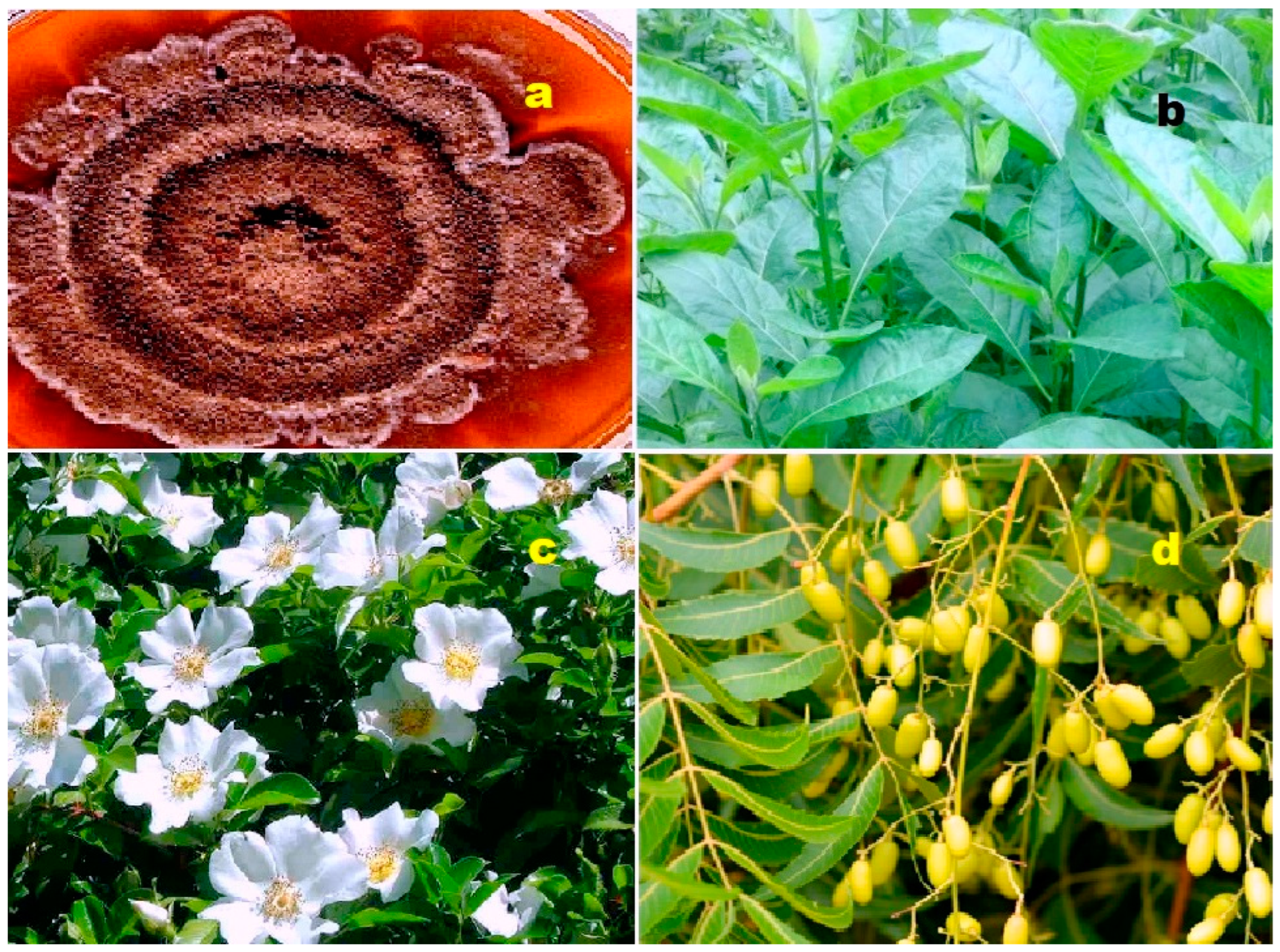 Biomedicines 11 02237 g029 Biomedicines 11 02237 g029