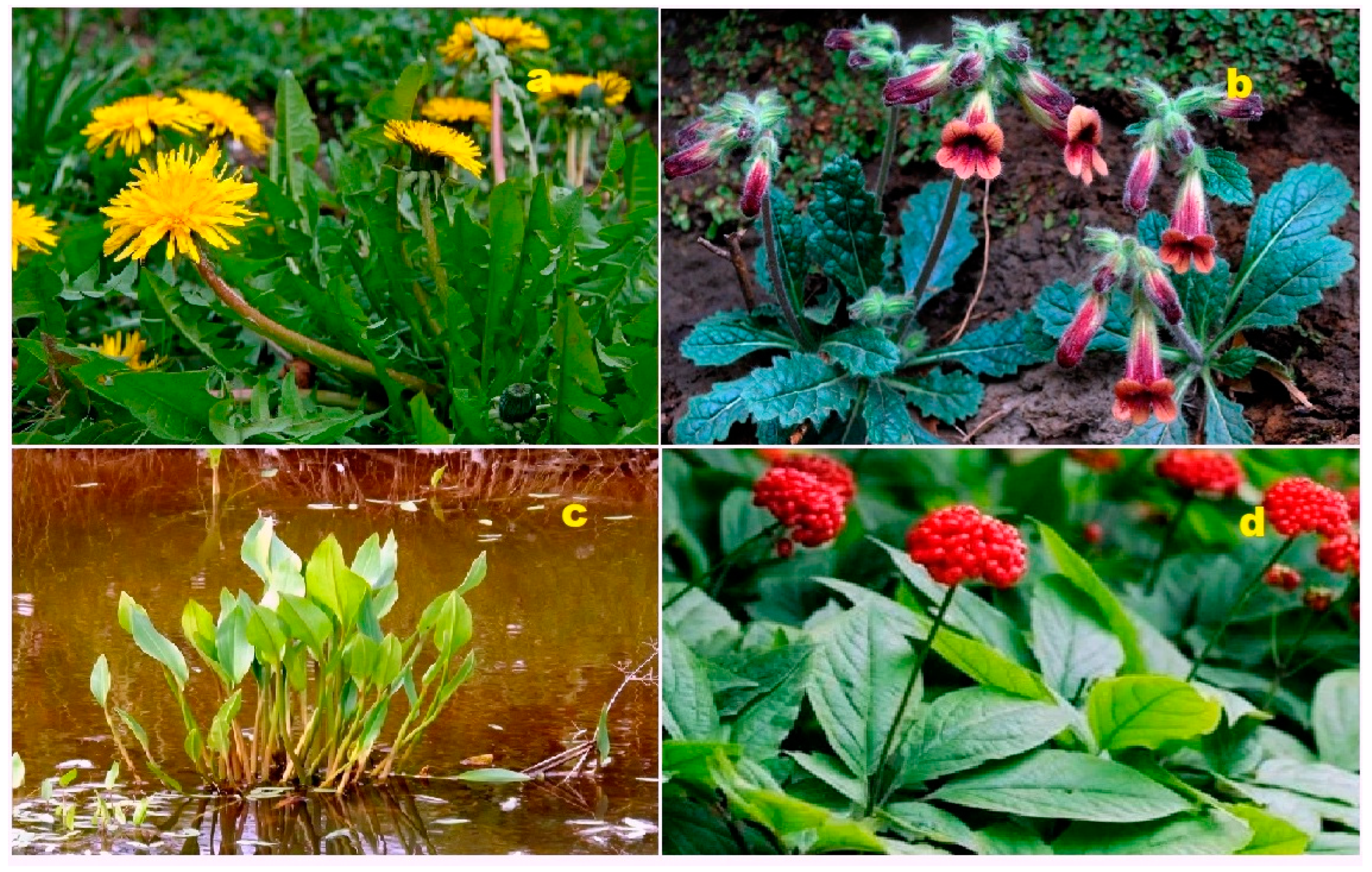 Biomedicines 11 02237 g032 Biomedicines 11 02237 g032