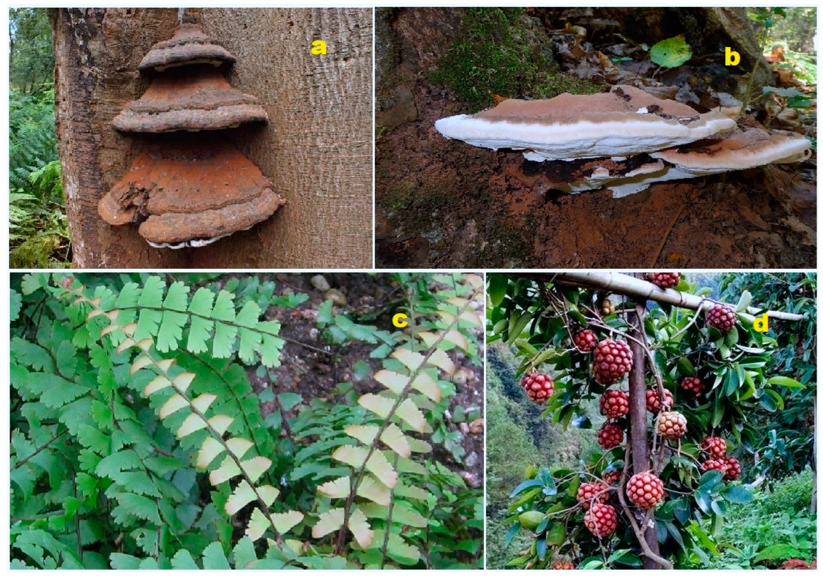 Biomedicines 11 02237 g035 Biomedicines 11 02237 g035