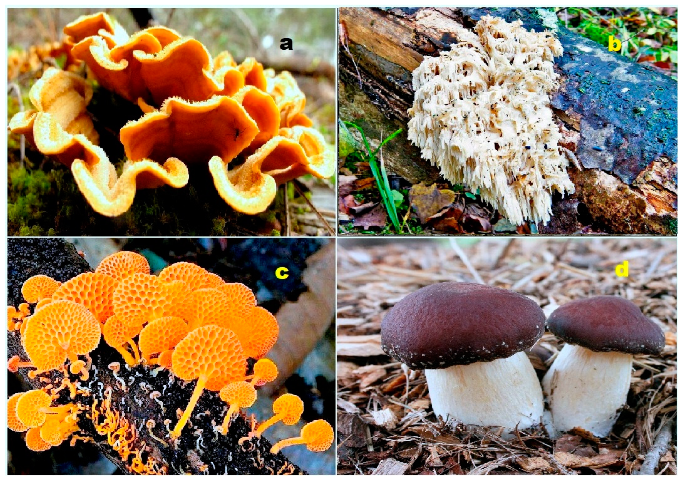 Biomedicines 11 02237 g037 Biomedicines 11 02237 g037