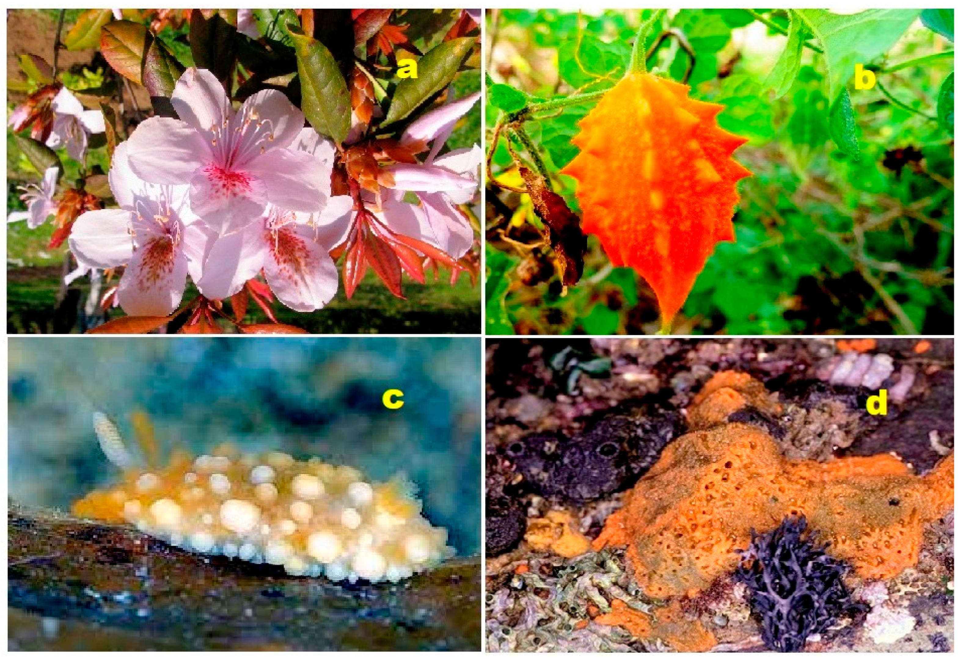 Biomedicines 11 02237 g041 Biomedicines 11 02237 g041