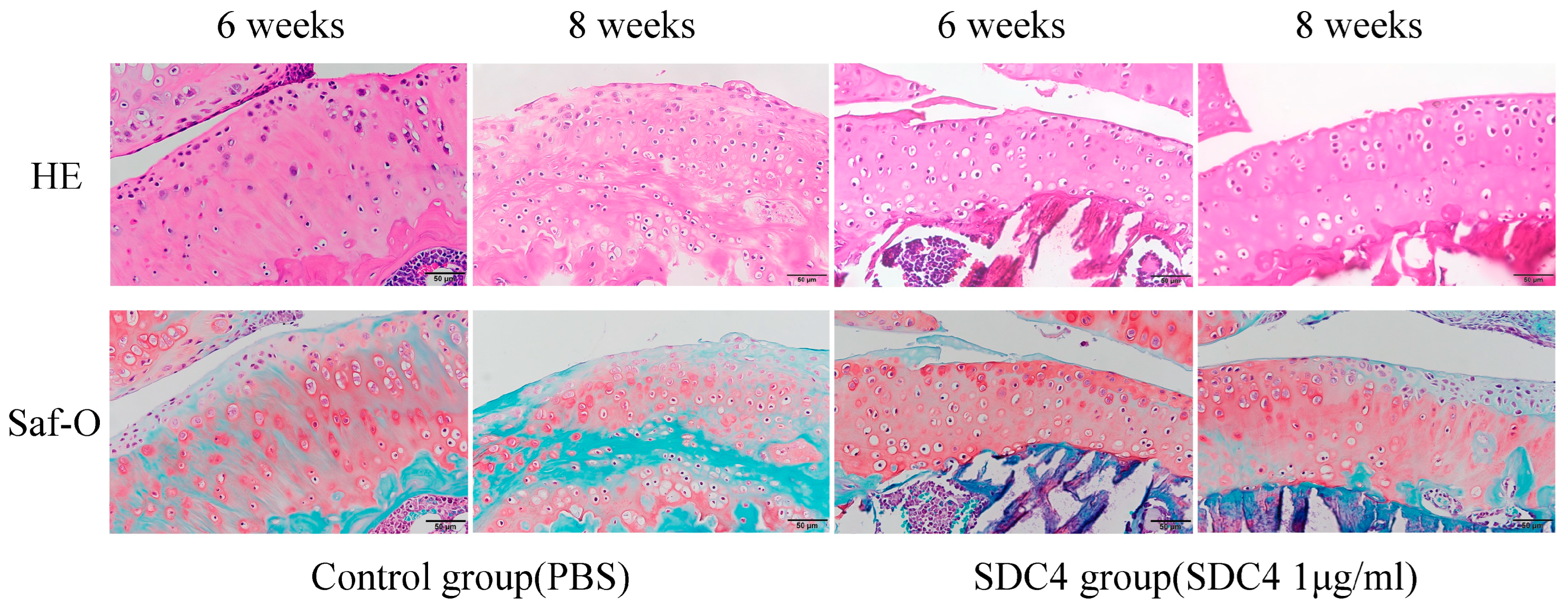 Biomedicines 11 02257 g002