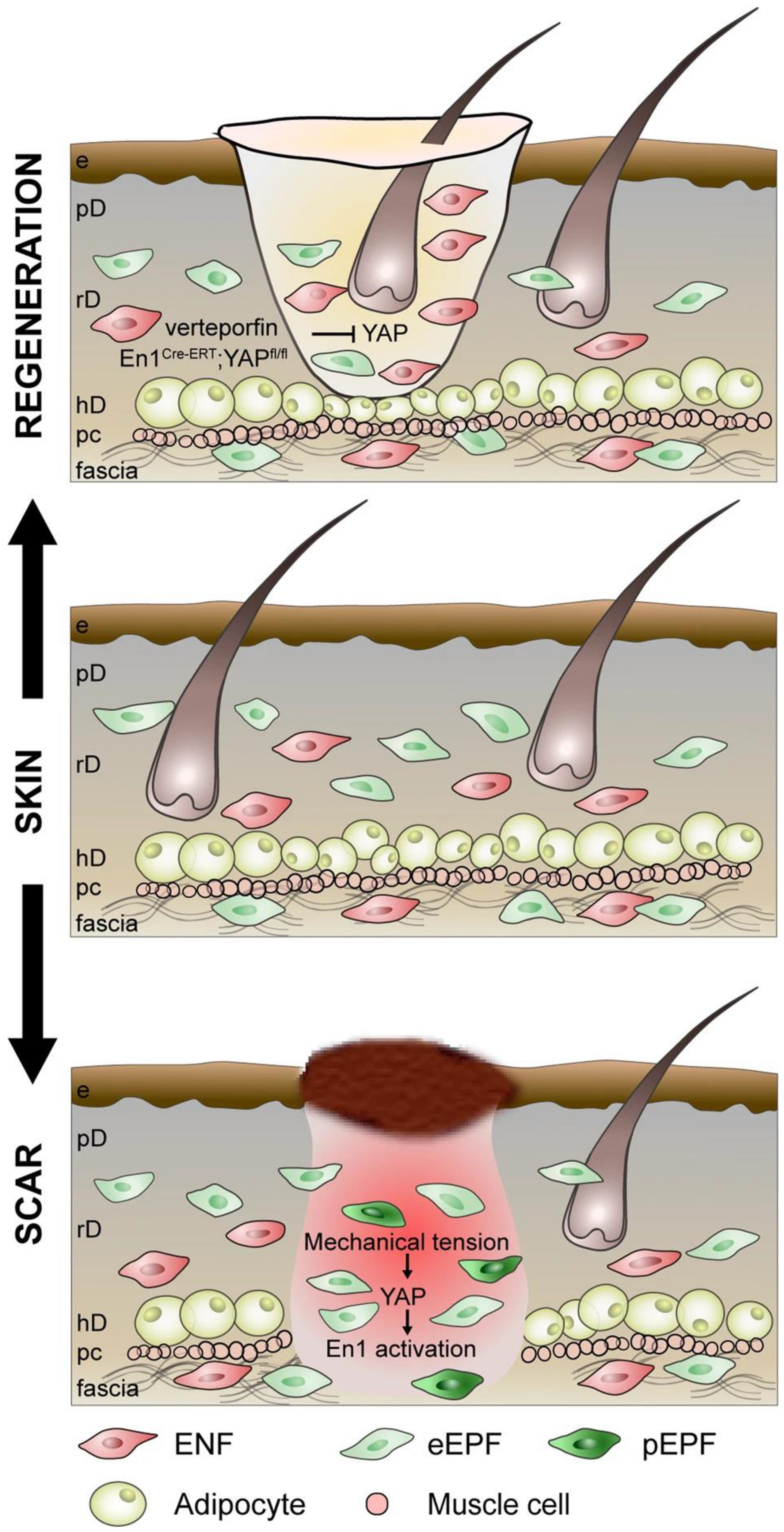 Biomedicines 11 02264 g001 Biomedicines 11 02264 g001