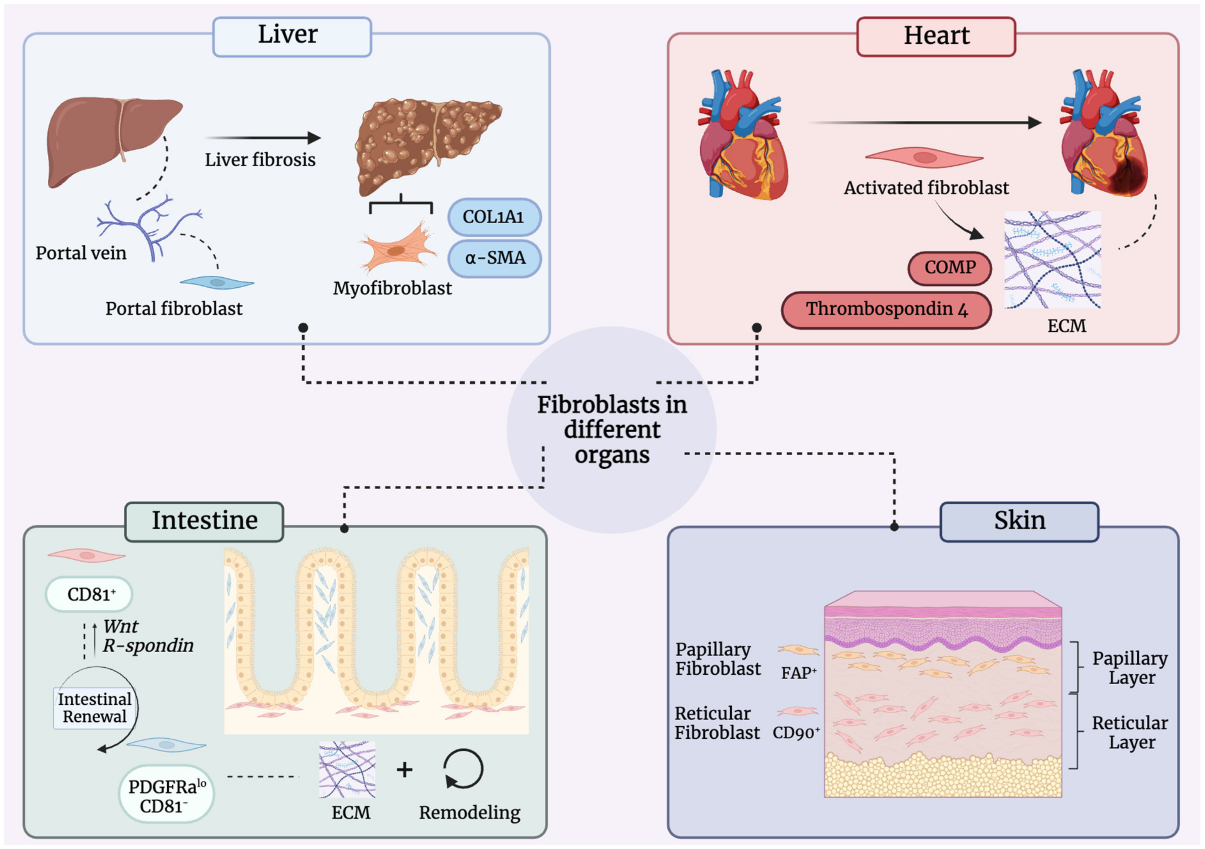 Biomedicines 11 02264 g003 Biomedicines 11 02264 g003