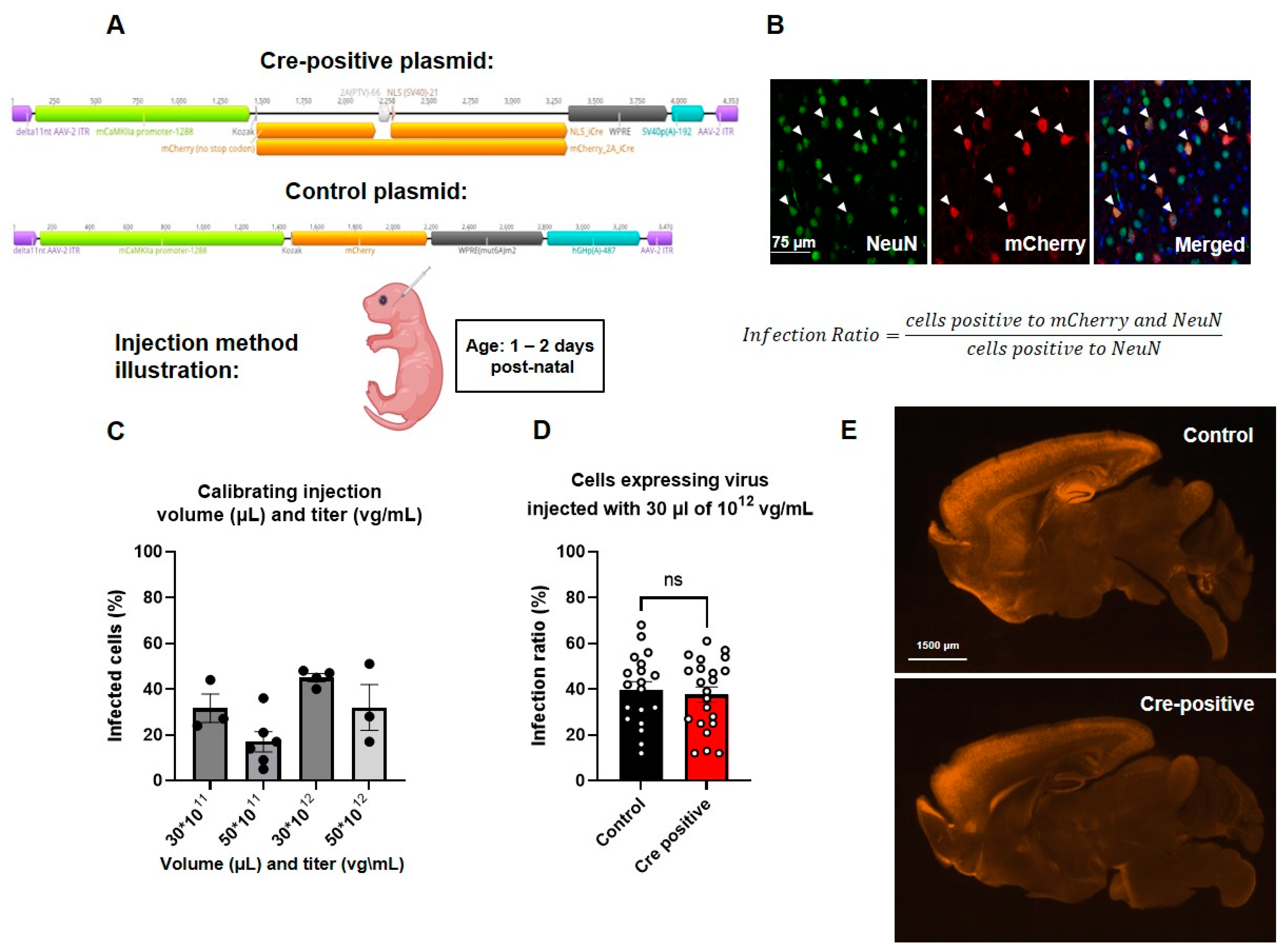 Biomedicines 11 02273 g002 Biomedicines 11 02273 g002