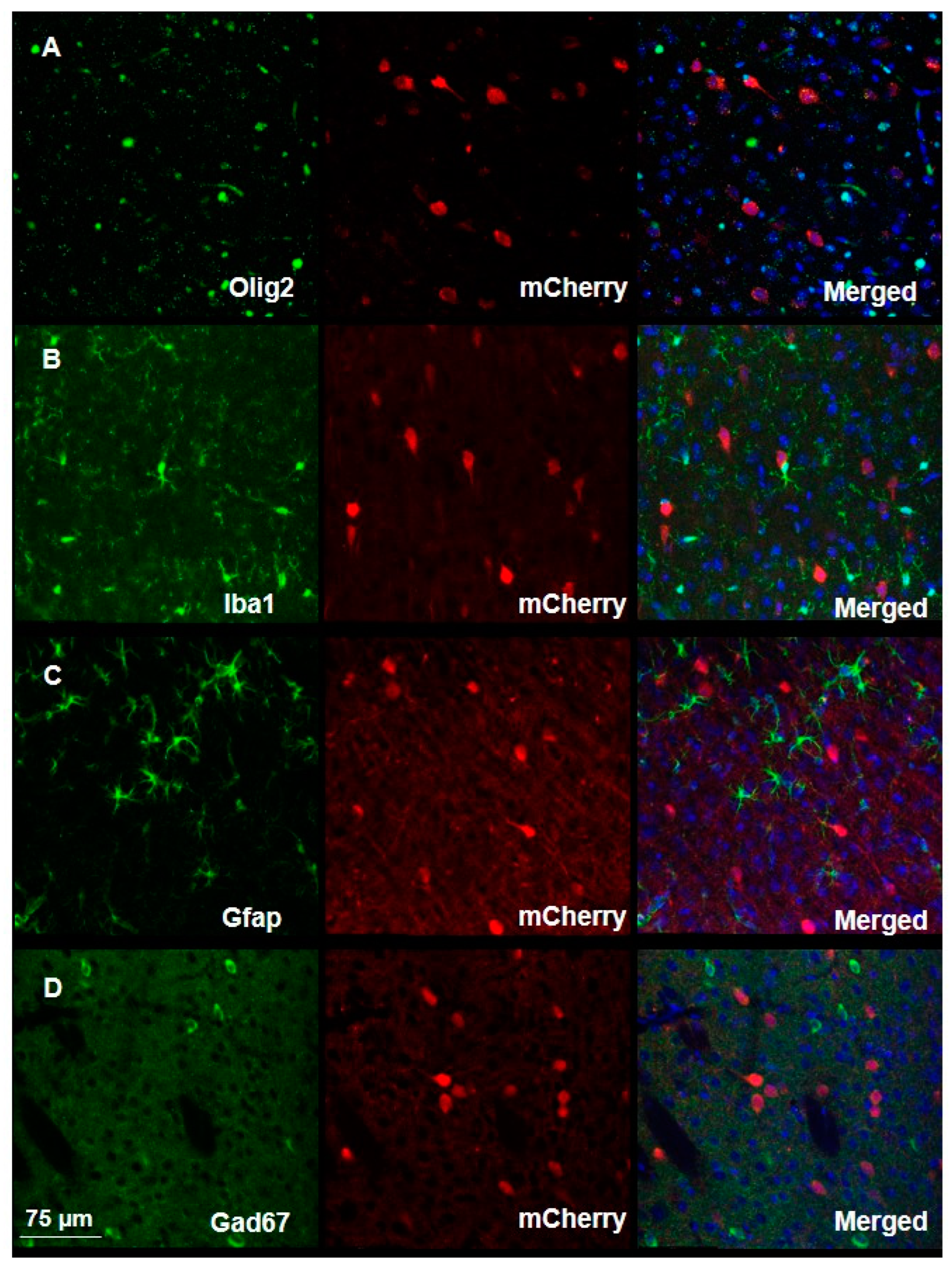 Biomedicines 11 02273 g003 Biomedicines 11 02273 g003