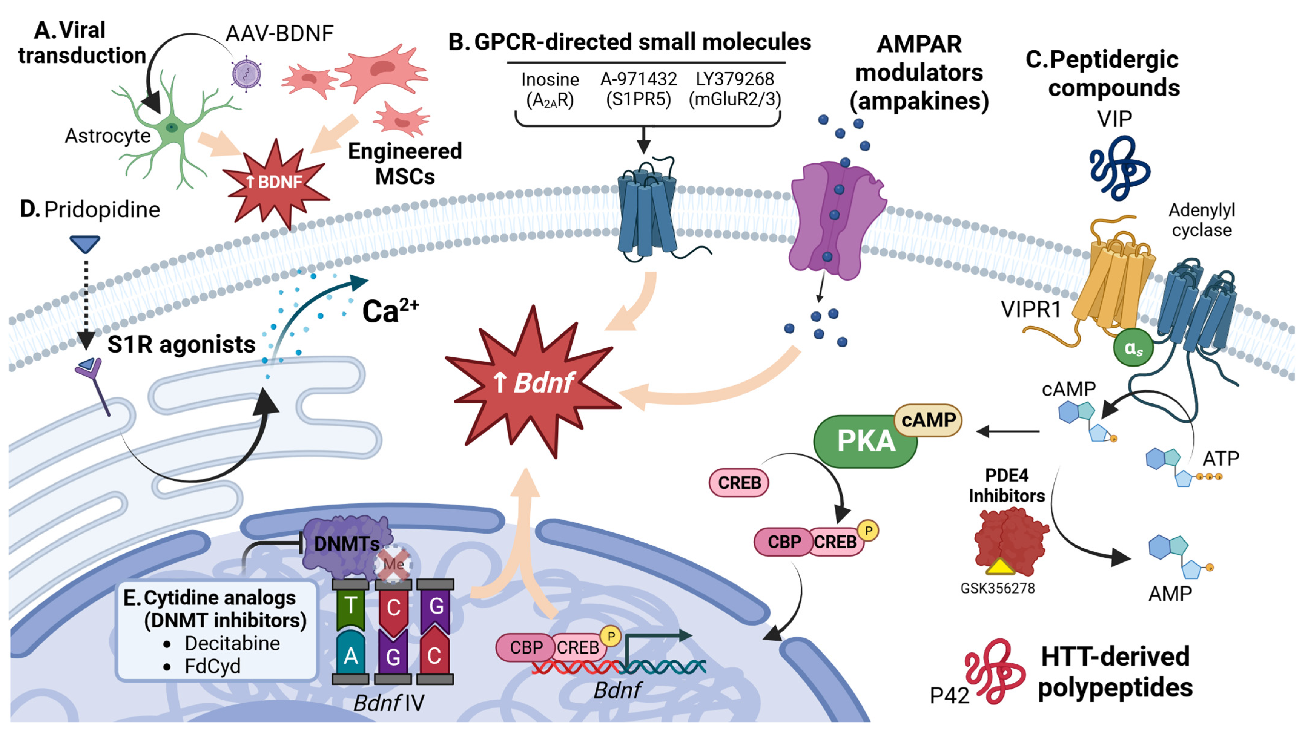 Biomedicines 11 02275 g002 Biomedicines 11 02275 g002