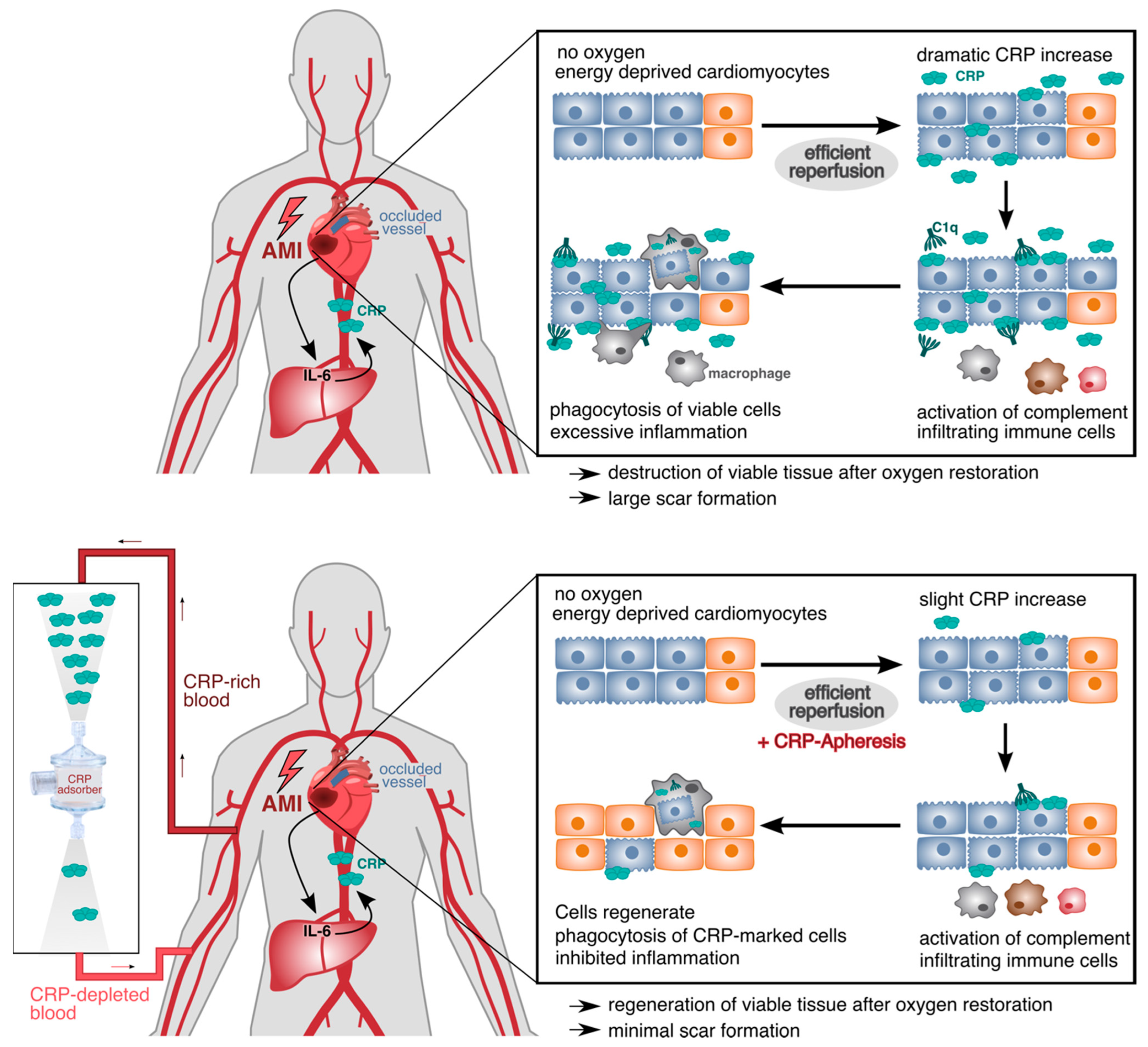 Biomedicines 11 02279 g001 Biomedicines 11 02279 g001