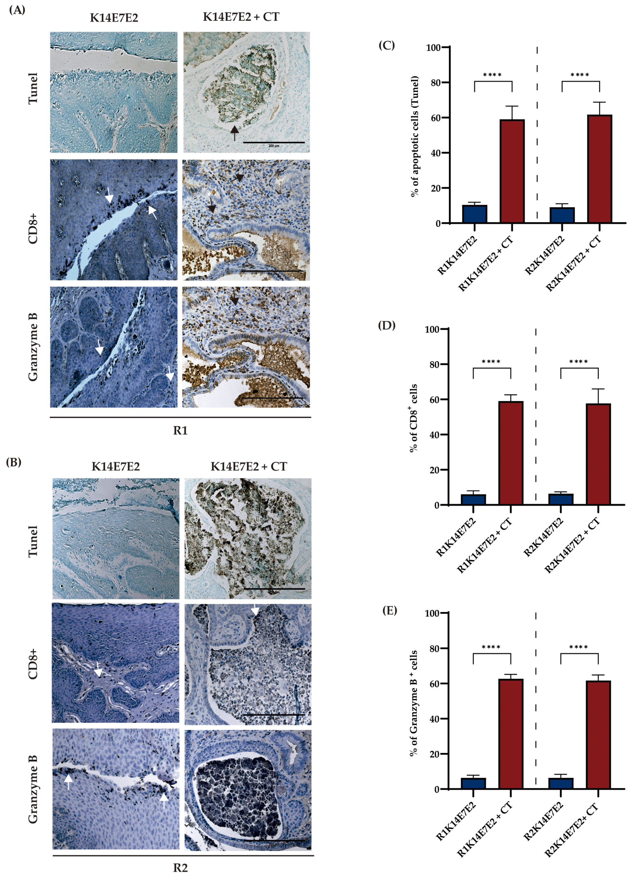 Biomedicines 11 02280 g004