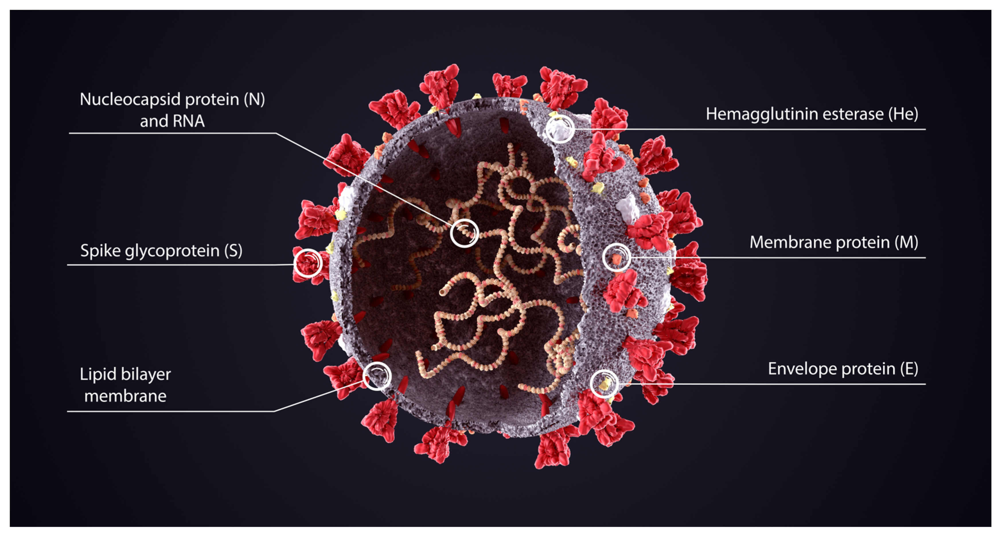 Biomedicines 11 02287 g003