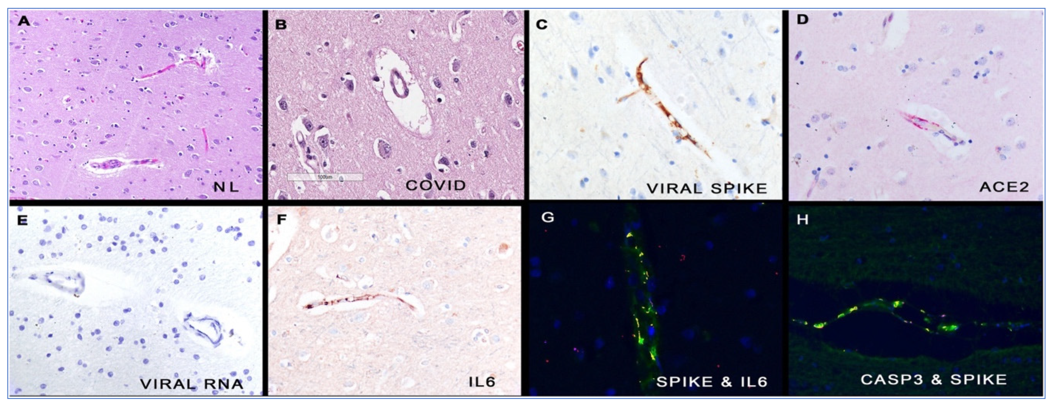 Biomedicines 11 02287 g008