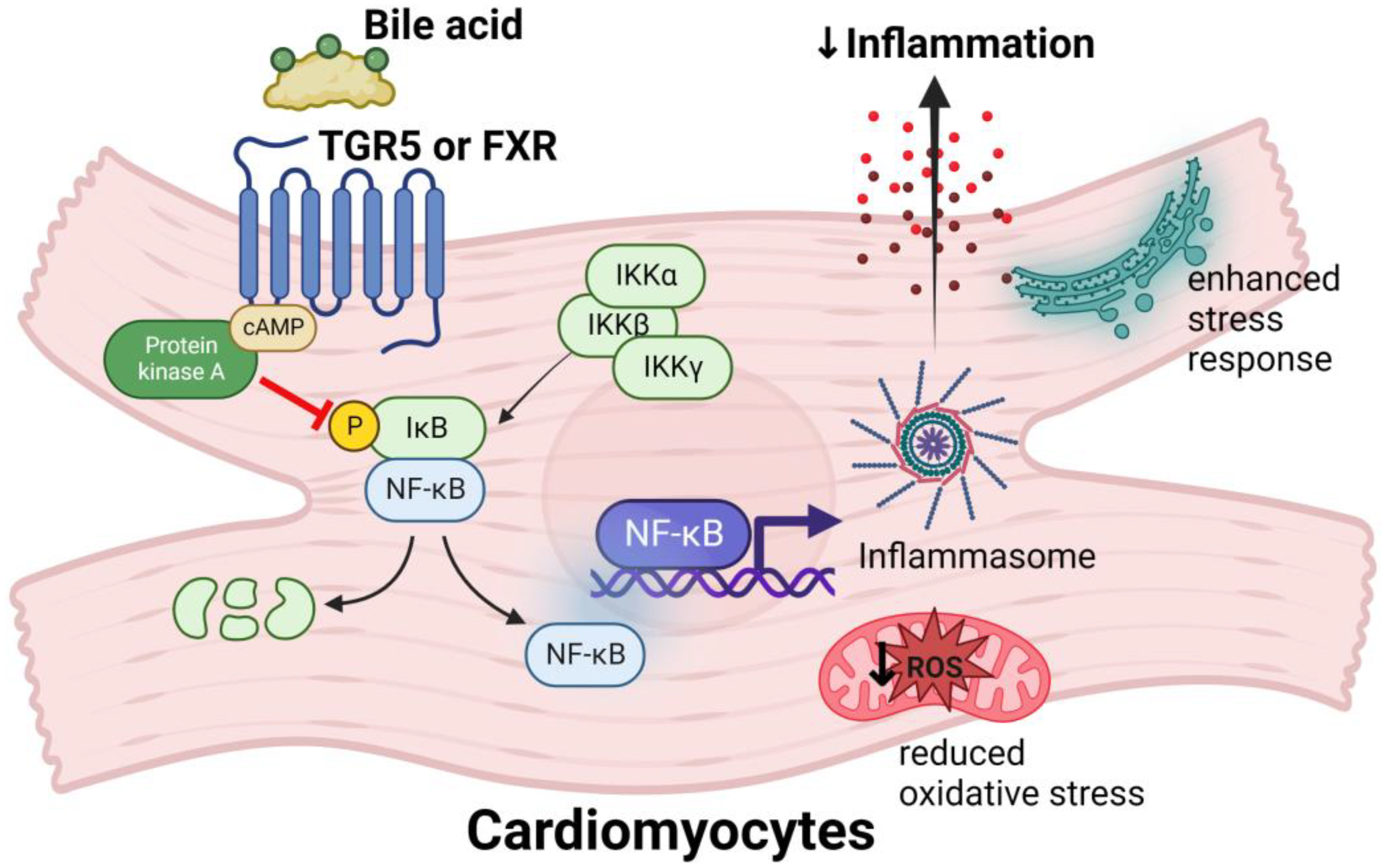Biomedicines 11 02313 g002 Biomedicines 11 02313 g002
