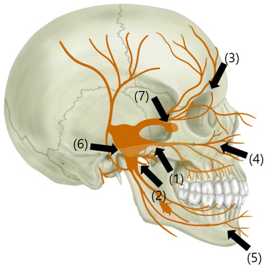 PDF] A review of the mandibular and maxillary nerve supplies and their  clinical relevance.