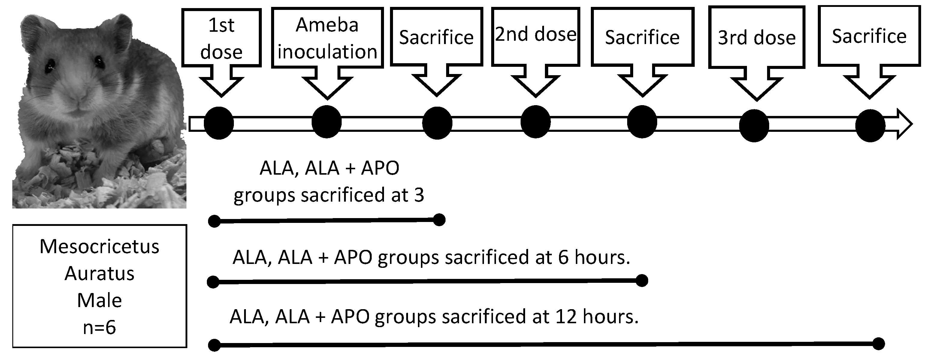 Biomedicines 11 02322 g001 Biomedicines 11 02322 g001