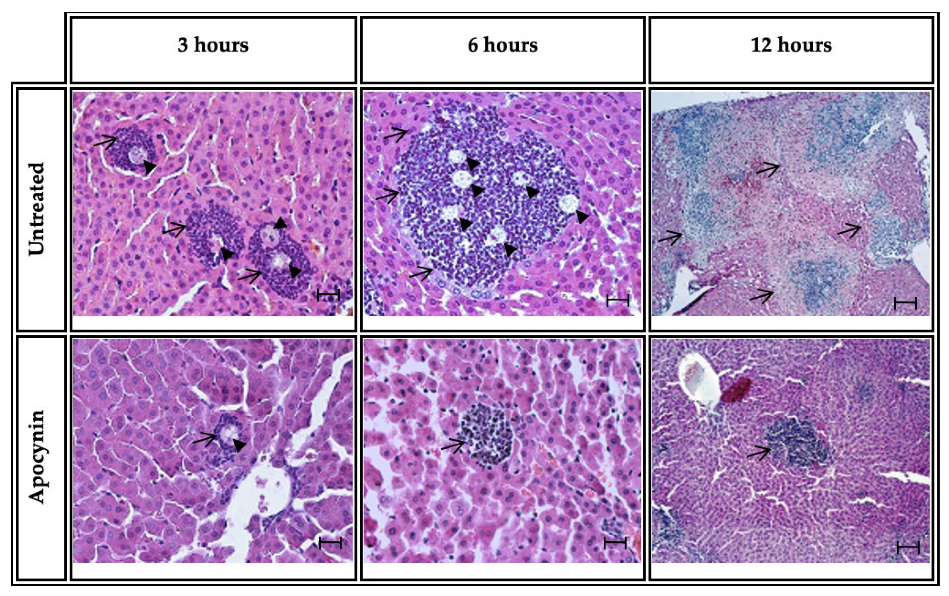 Biomedicines 11 02322 g004 Biomedicines 11 02322 g004
