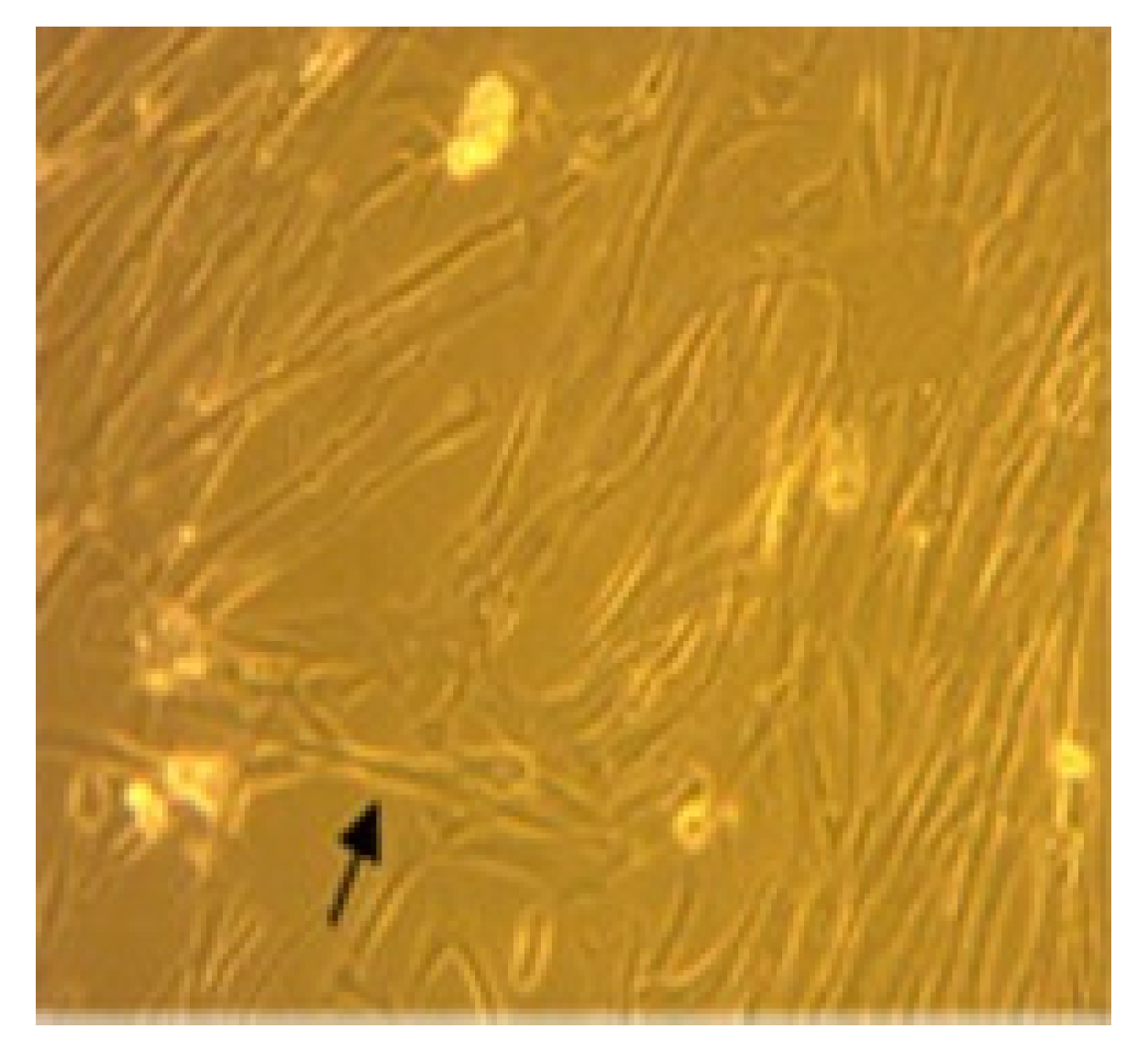 Biomedicines 11 02325 g001