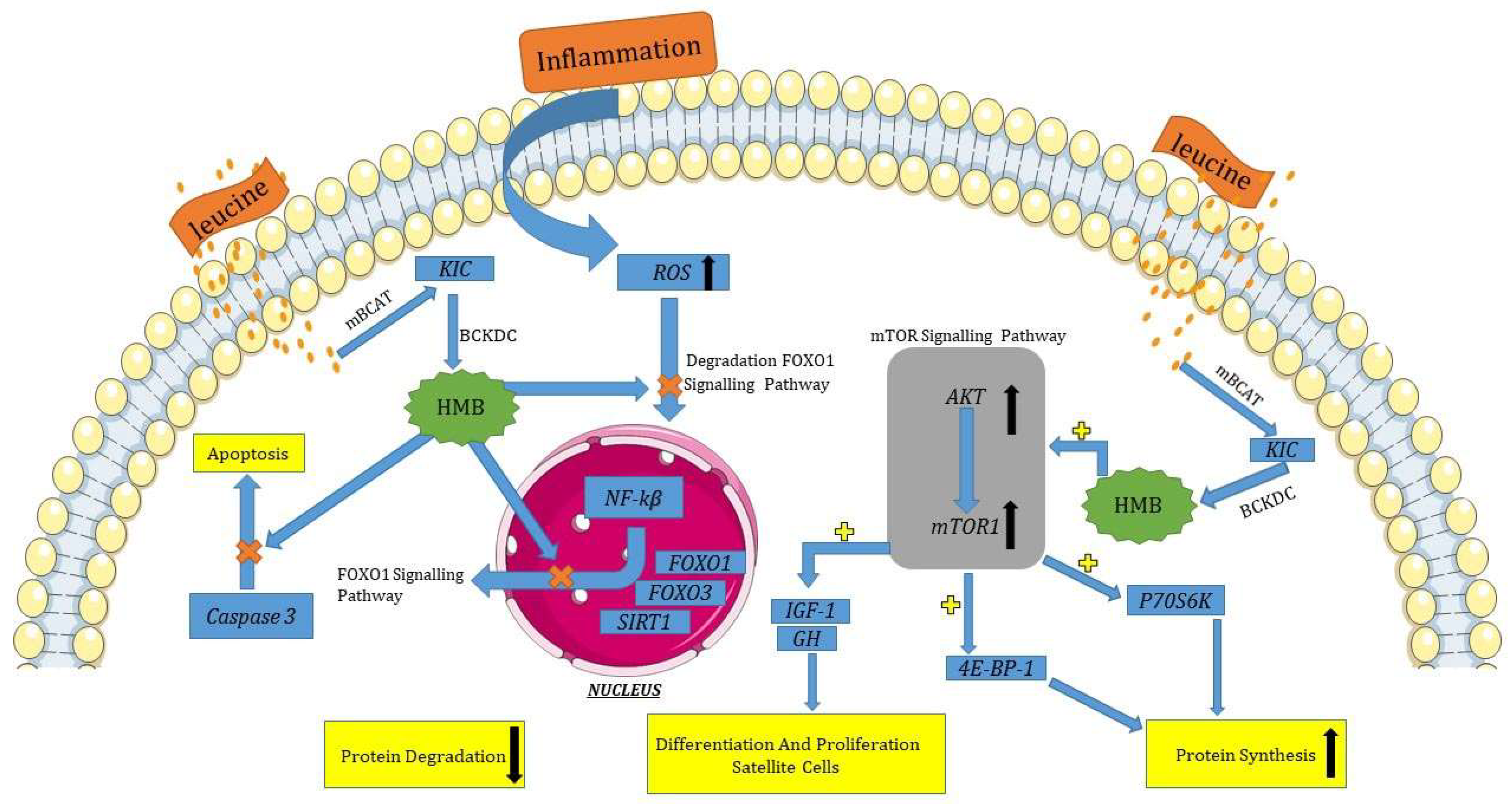 Biomedicines 11 02329 g008 Biomedicines 11 02329 g008