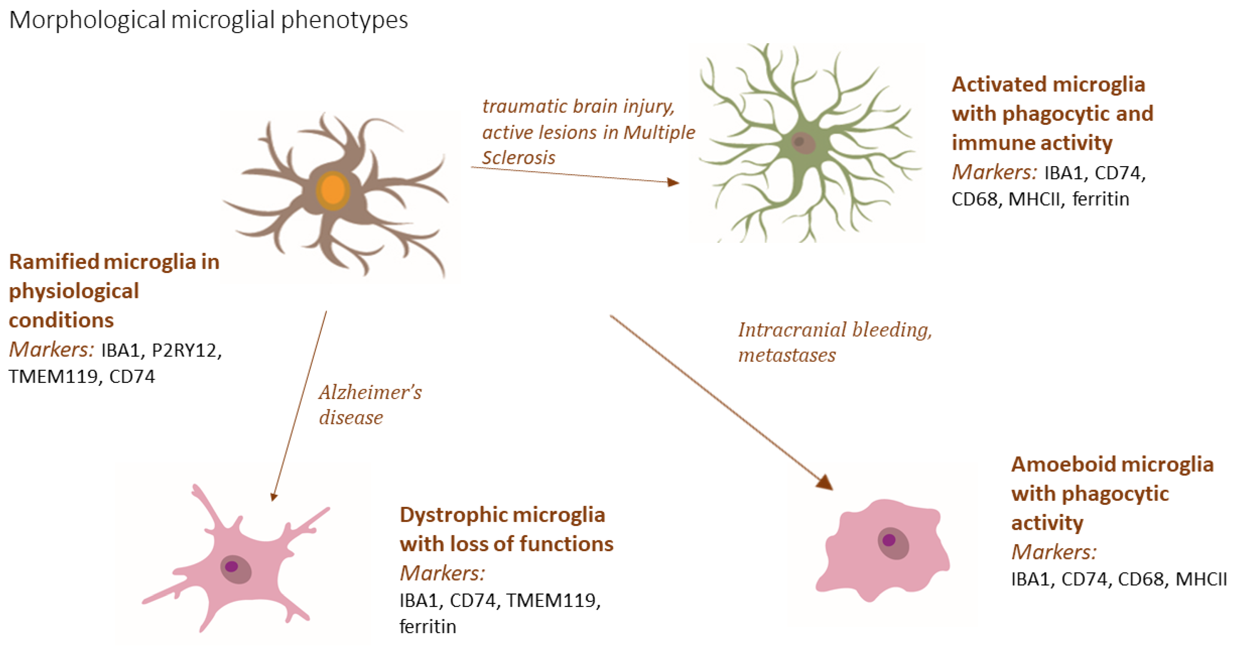 Biomedicines 11 02332 g004 Biomedicines 11 02332 g004
