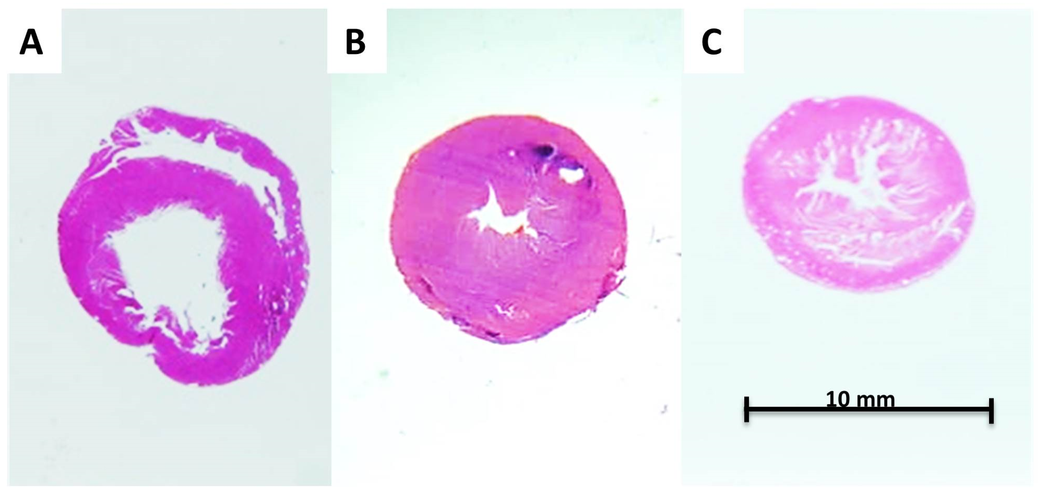 Biomedicines 11 02337 g006