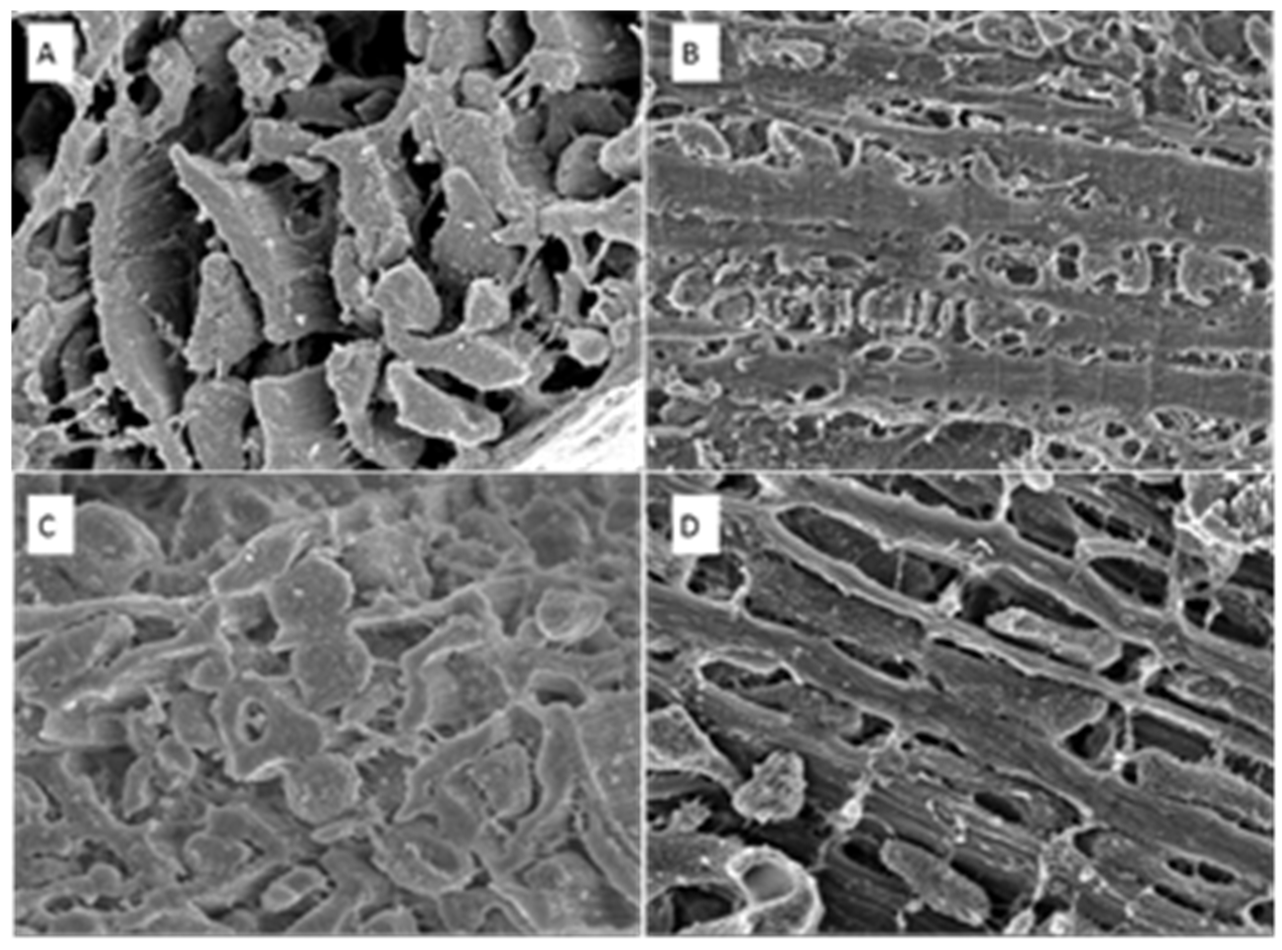 Biomedicines 11 02337 g010