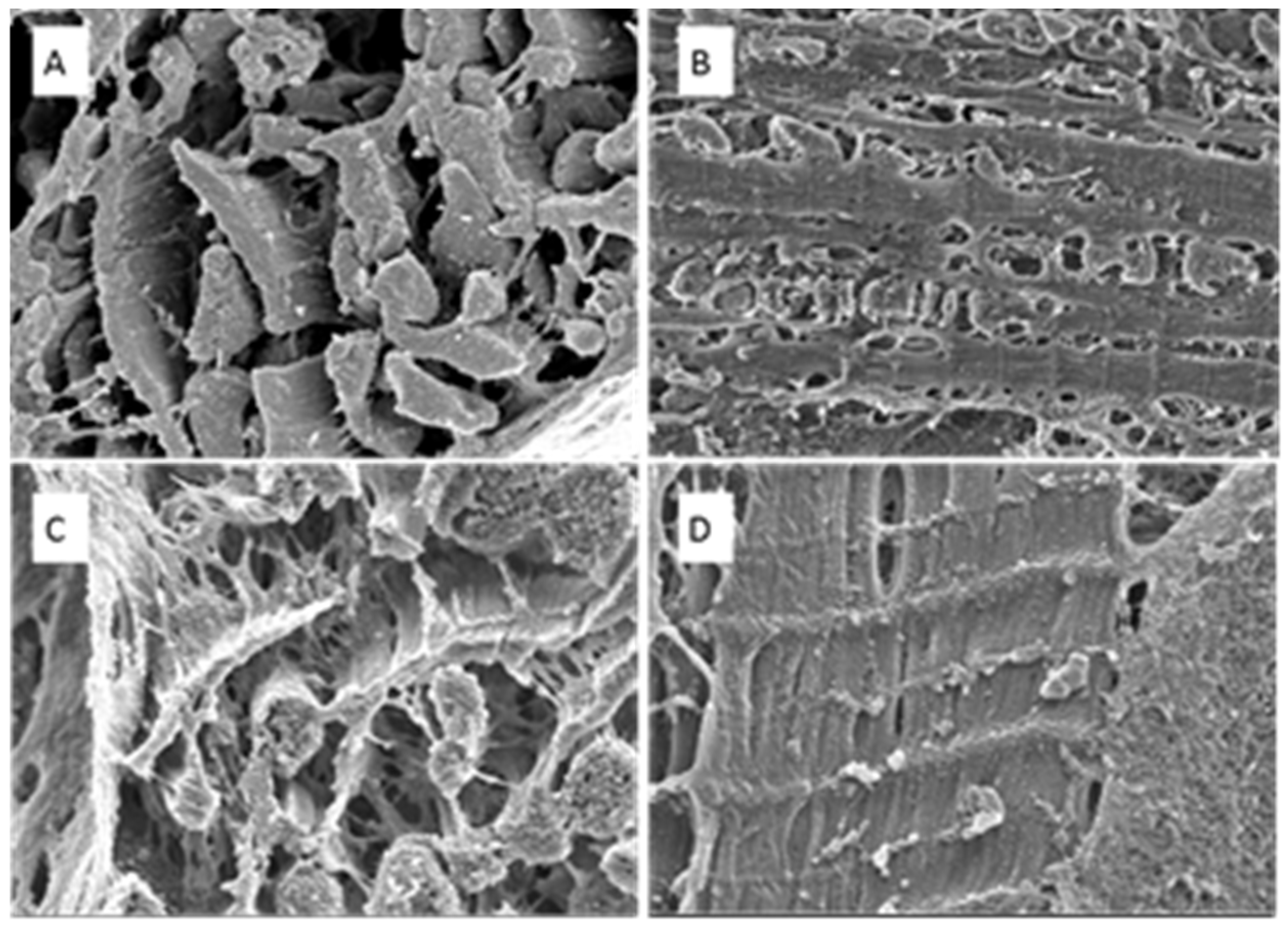 Biomedicines 11 02337 g011