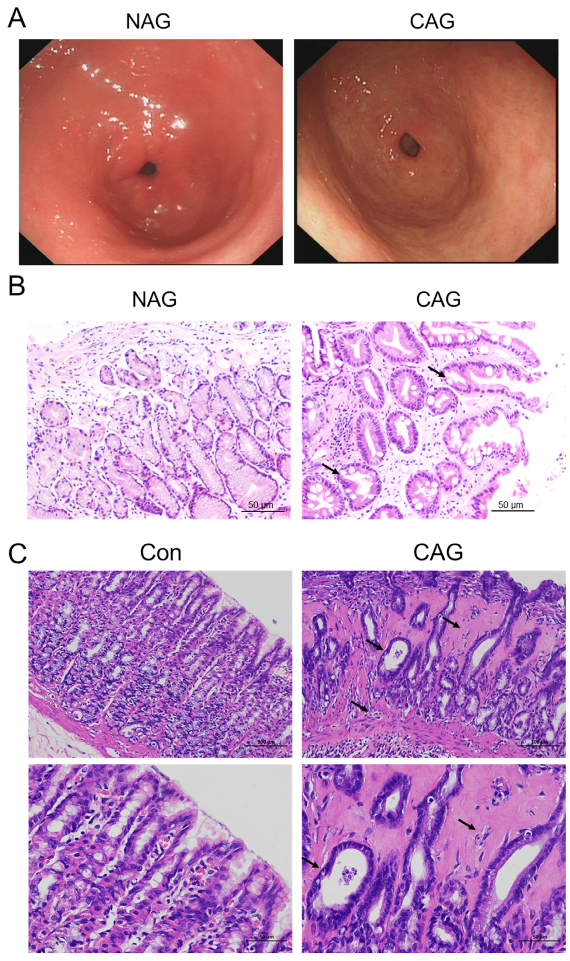 Biomedicines 11 02338 g001