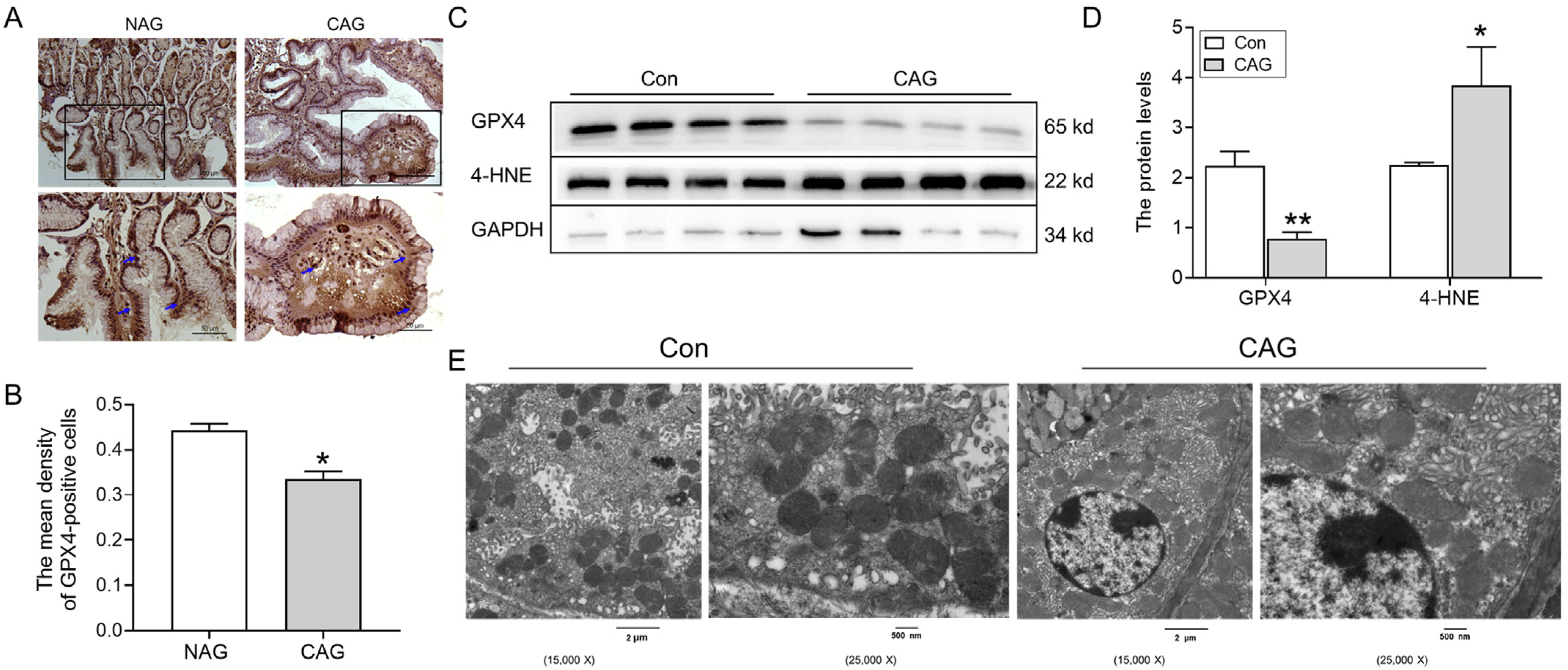 Biomedicines 11 02338 g002