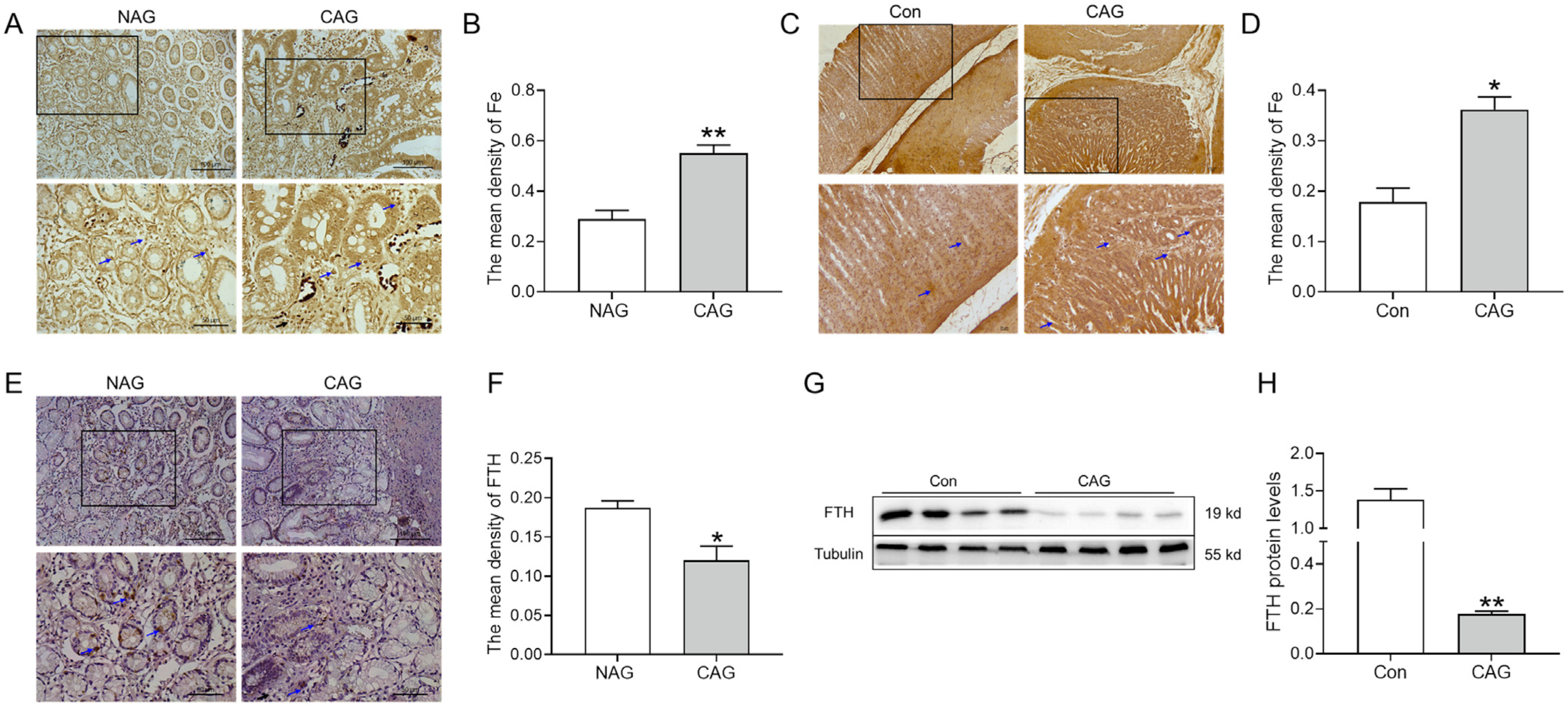 Biomedicines 11 02338 g003
