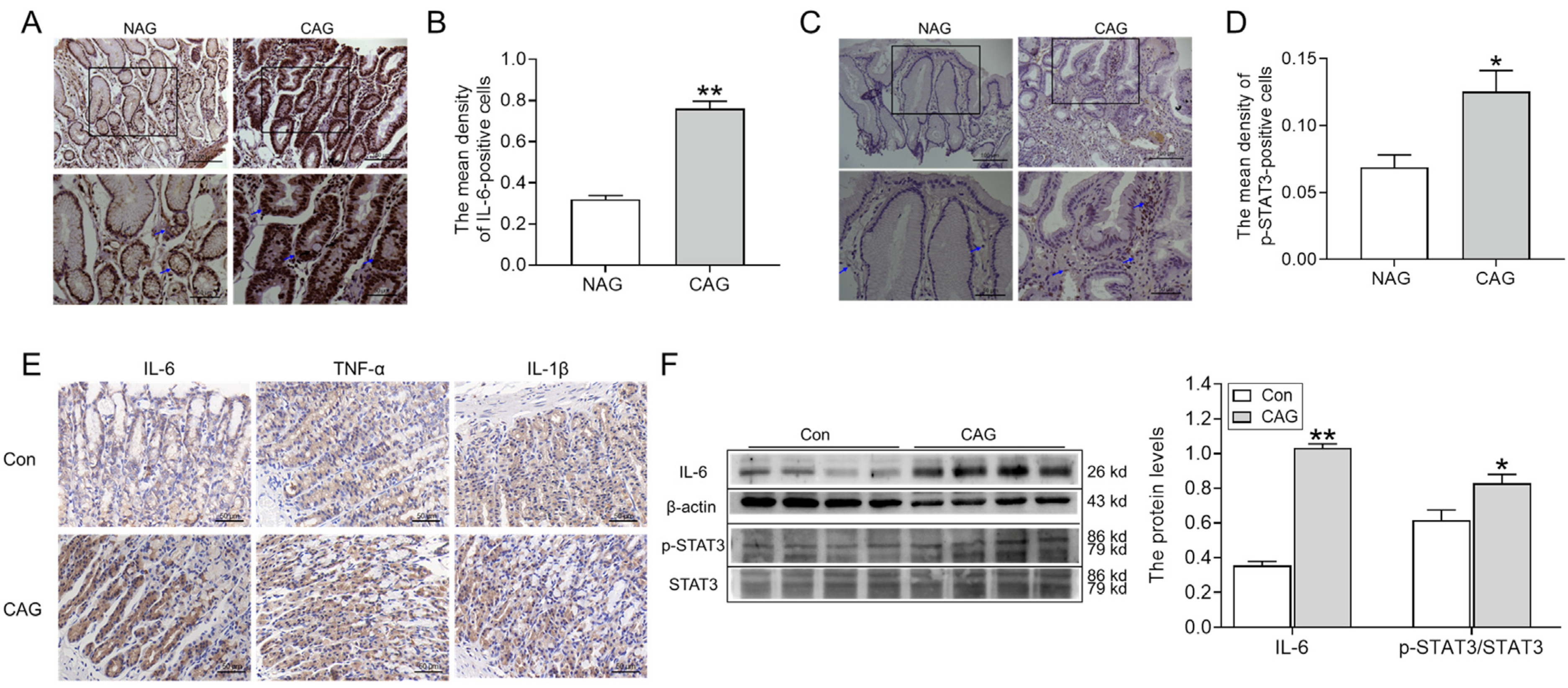 Biomedicines 11 02338 g005