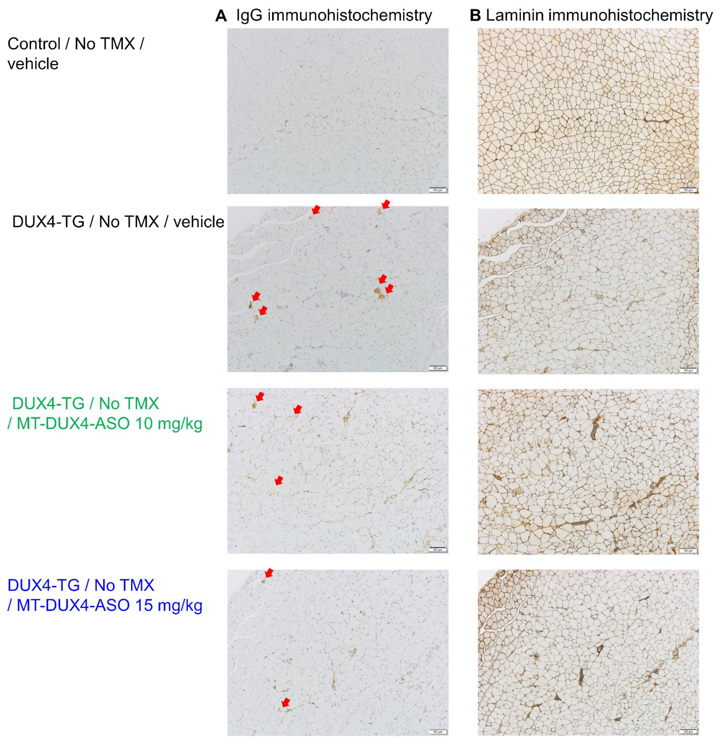 Biomedicines 11 02339 g003 Biomedicines 11 02339 g003