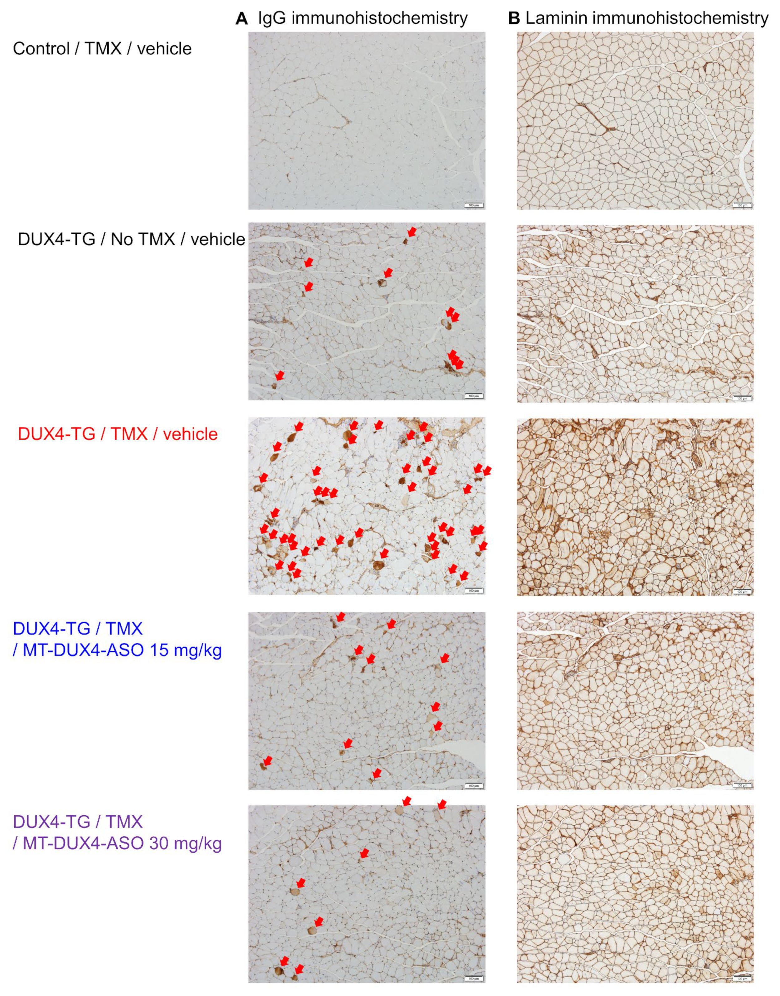 Biomedicines 11 02339 g005 Biomedicines 11 02339 g005
