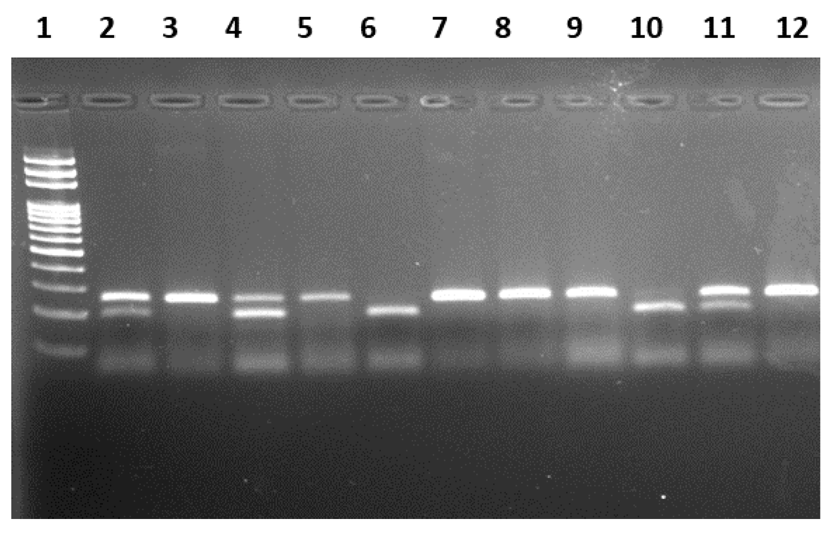 Biomedicines 11 02341 g001
