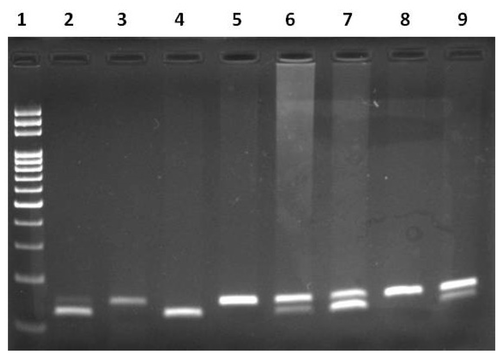 Biomedicines 11 02341 g002