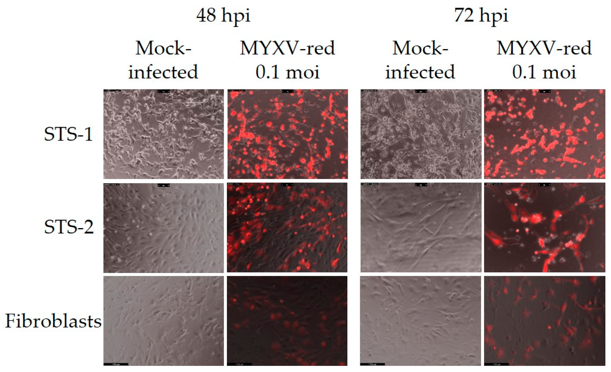 Biomedicines 11 02346 g003 Biomedicines 11 02346 g003