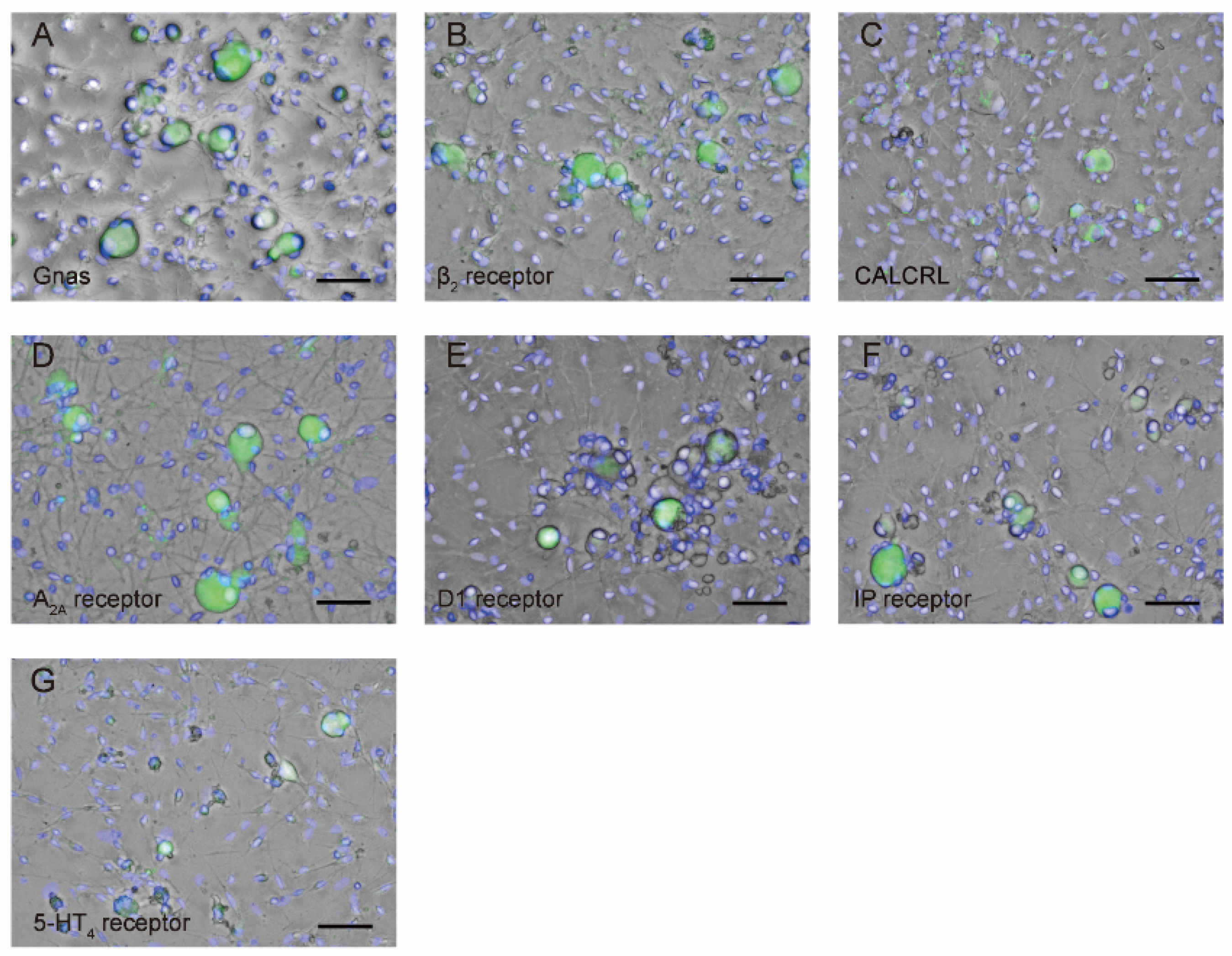 Biomedicines 11 02347 g003 Biomedicines 11 02347 g003