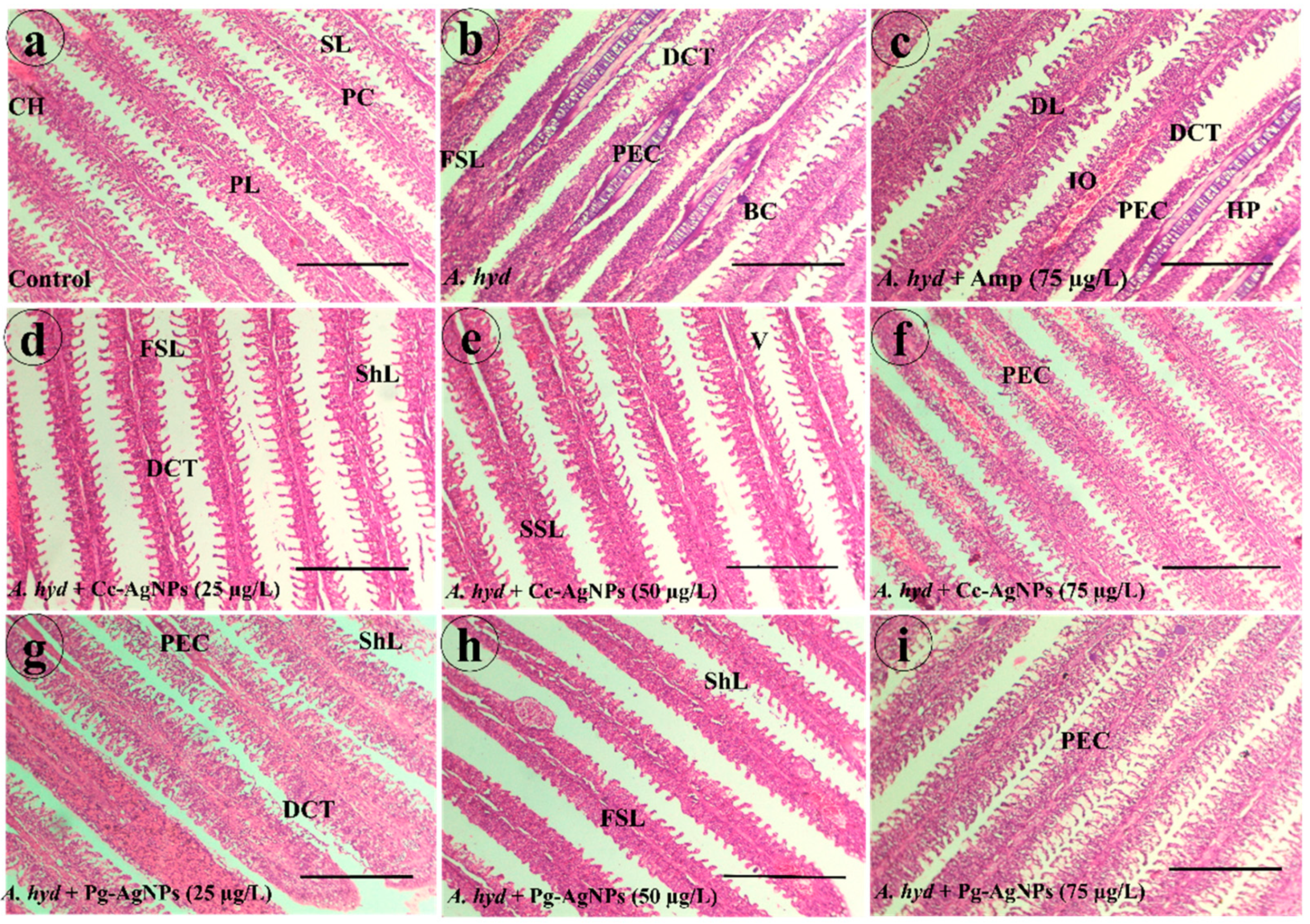 Biomedicines 11 02349 g008 Biomedicines 11 02349 g008