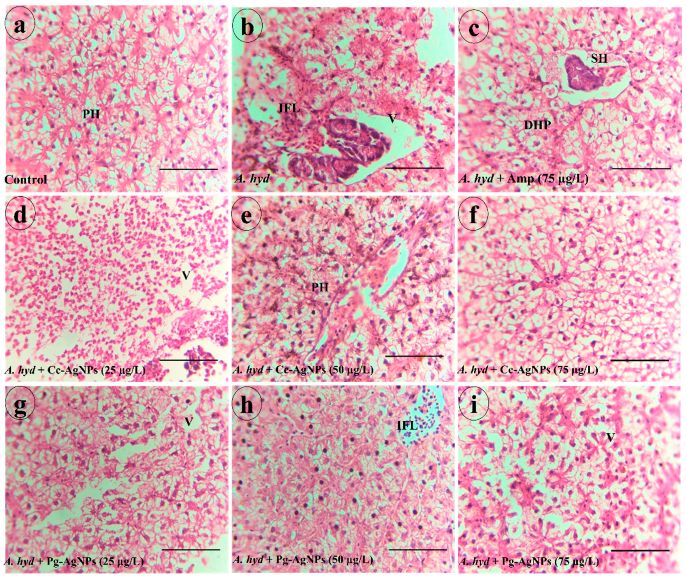 Biomedicines 11 02349 g009 Biomedicines 11 02349 g009