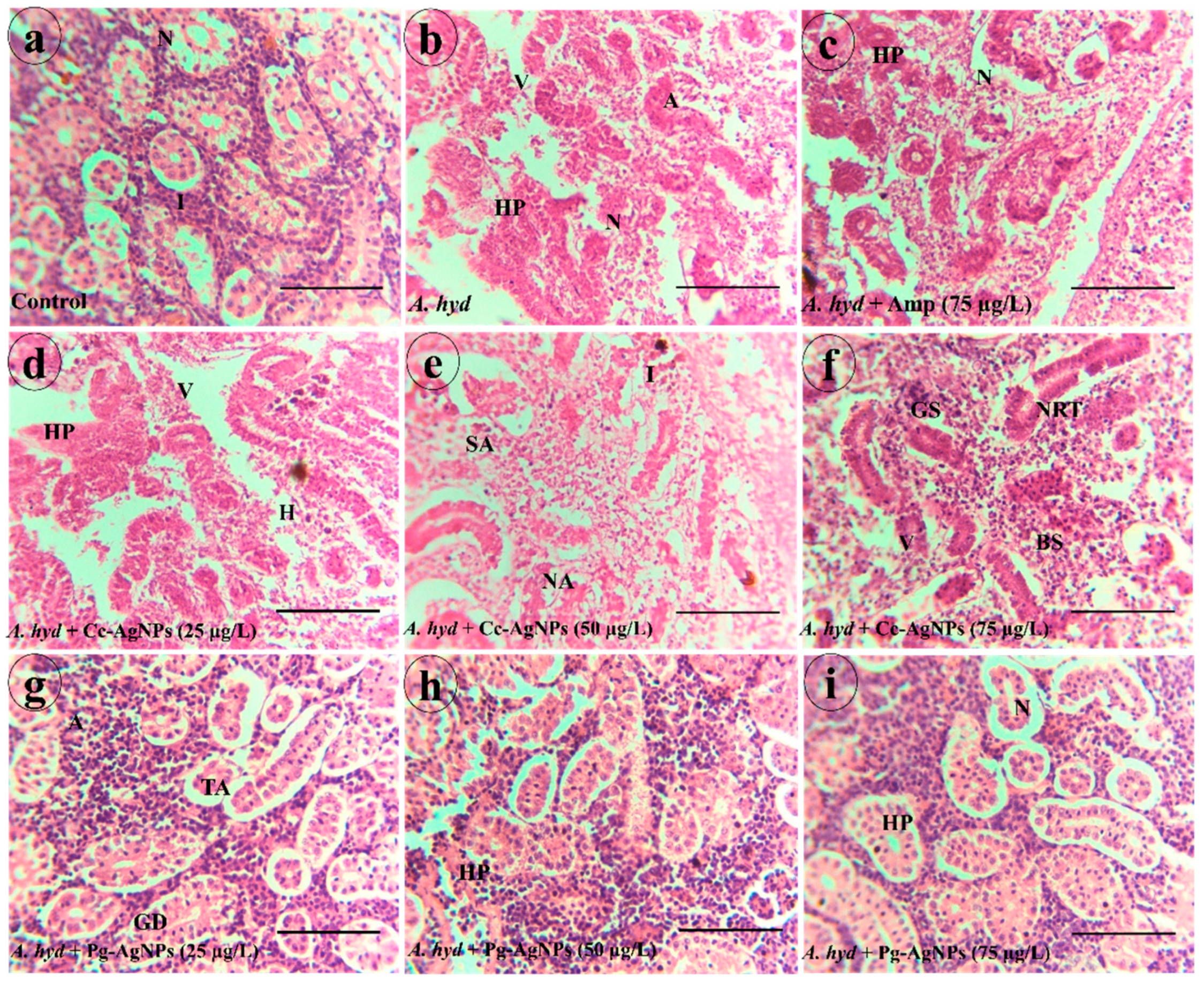 Biomedicines 11 02349 g010 Biomedicines 11 02349 g010