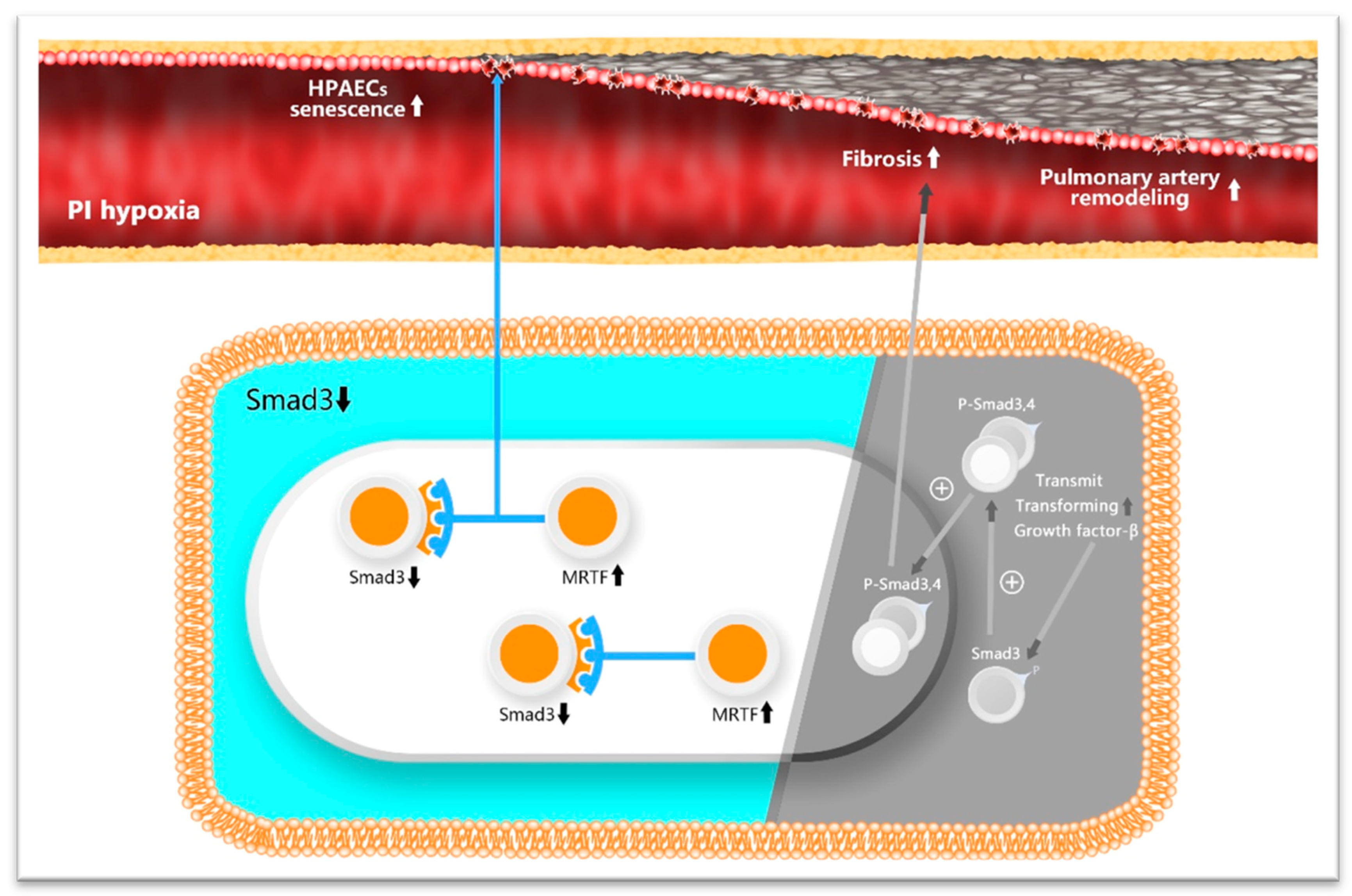 Biomedicines 11 02351 g009 Biomedicines 11 02351 g009