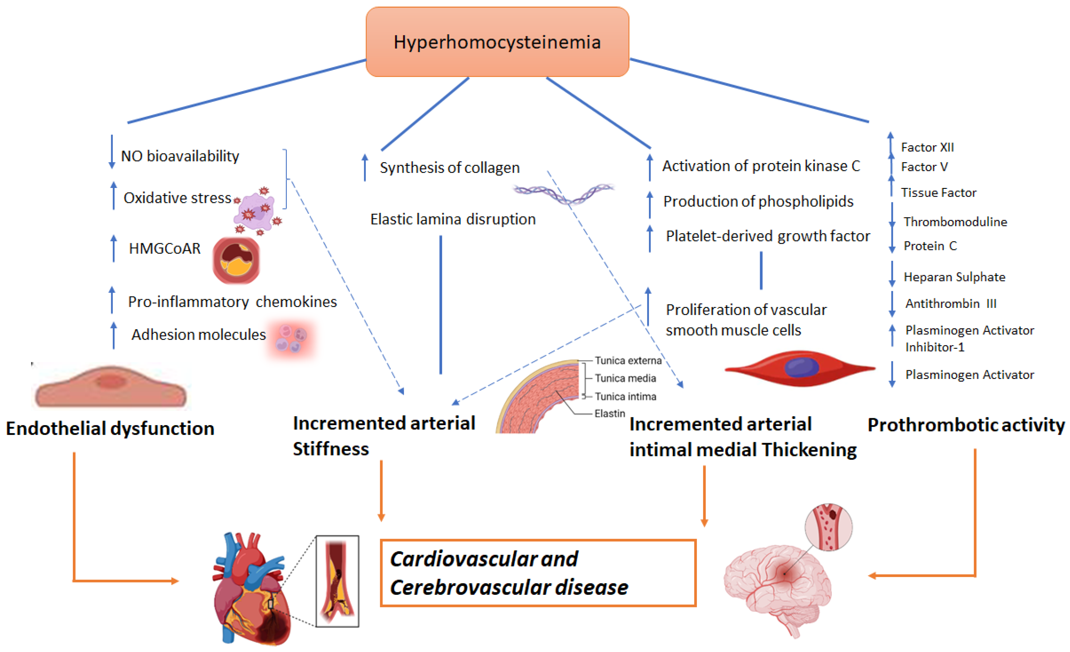 Biomedicines 11 02353 g001 Biomedicines 11 02353 g001