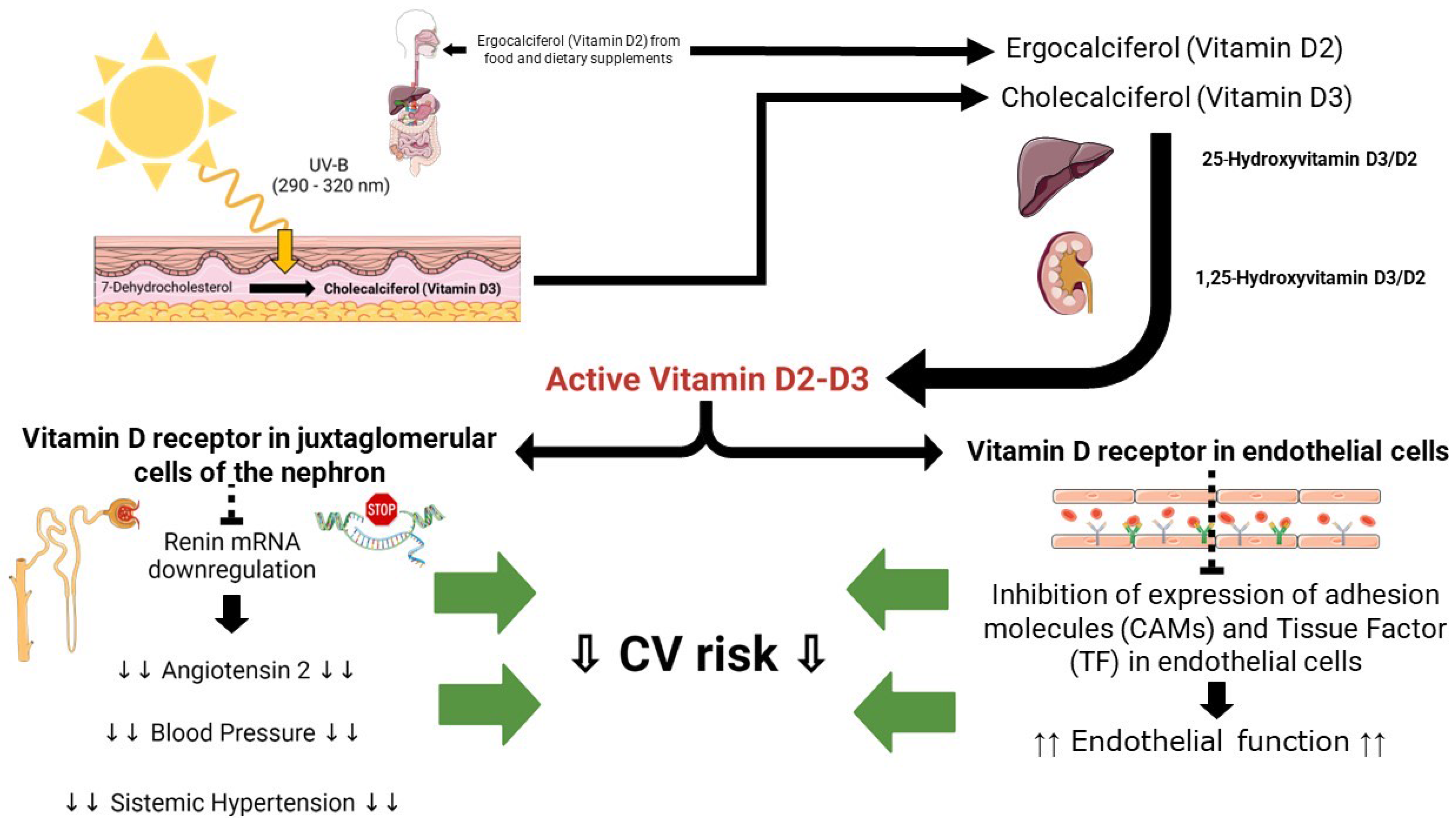 Biomedicines 11 02353 g003 Biomedicines 11 02353 g003