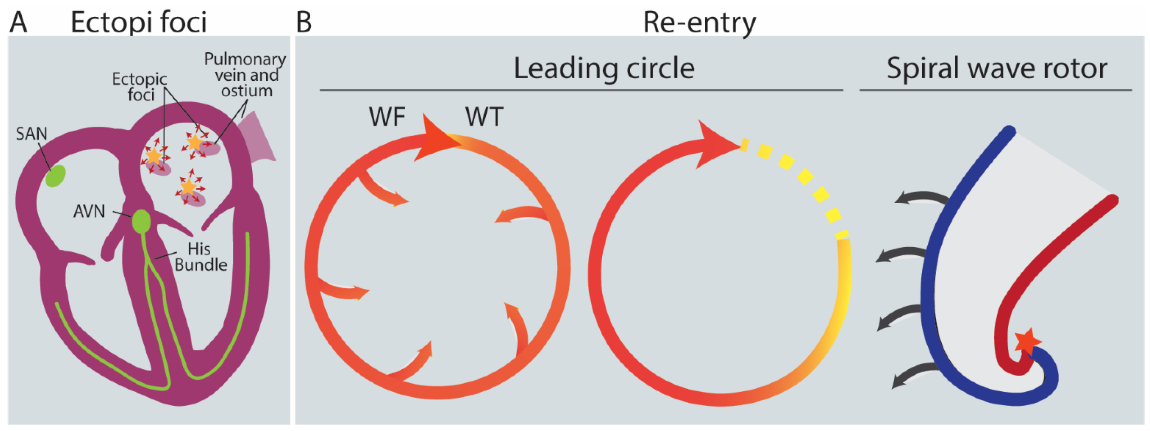 Biomedicines 11 02355 g004