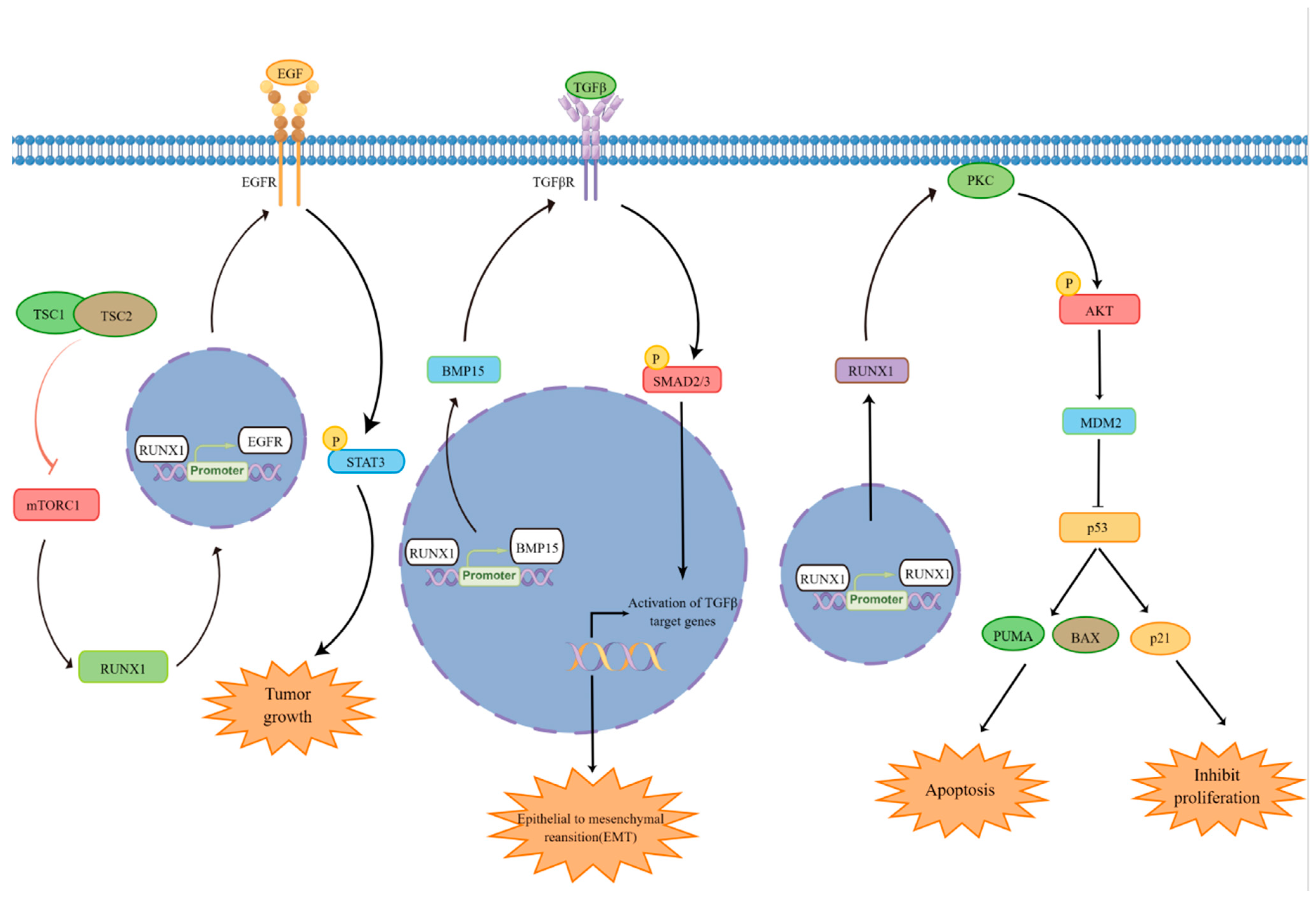 Biomedicines 11 02357 g002